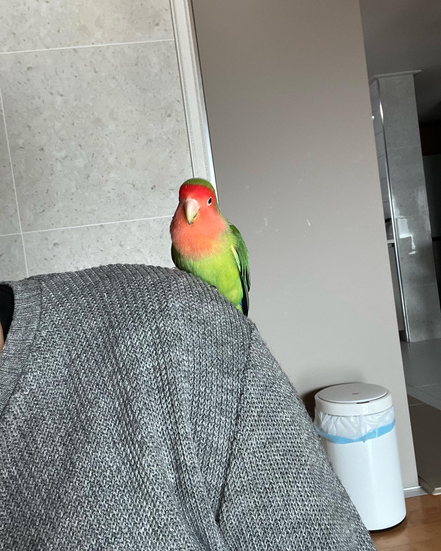 목걸이 쪼는 양아치 쥴리와🦜🍀