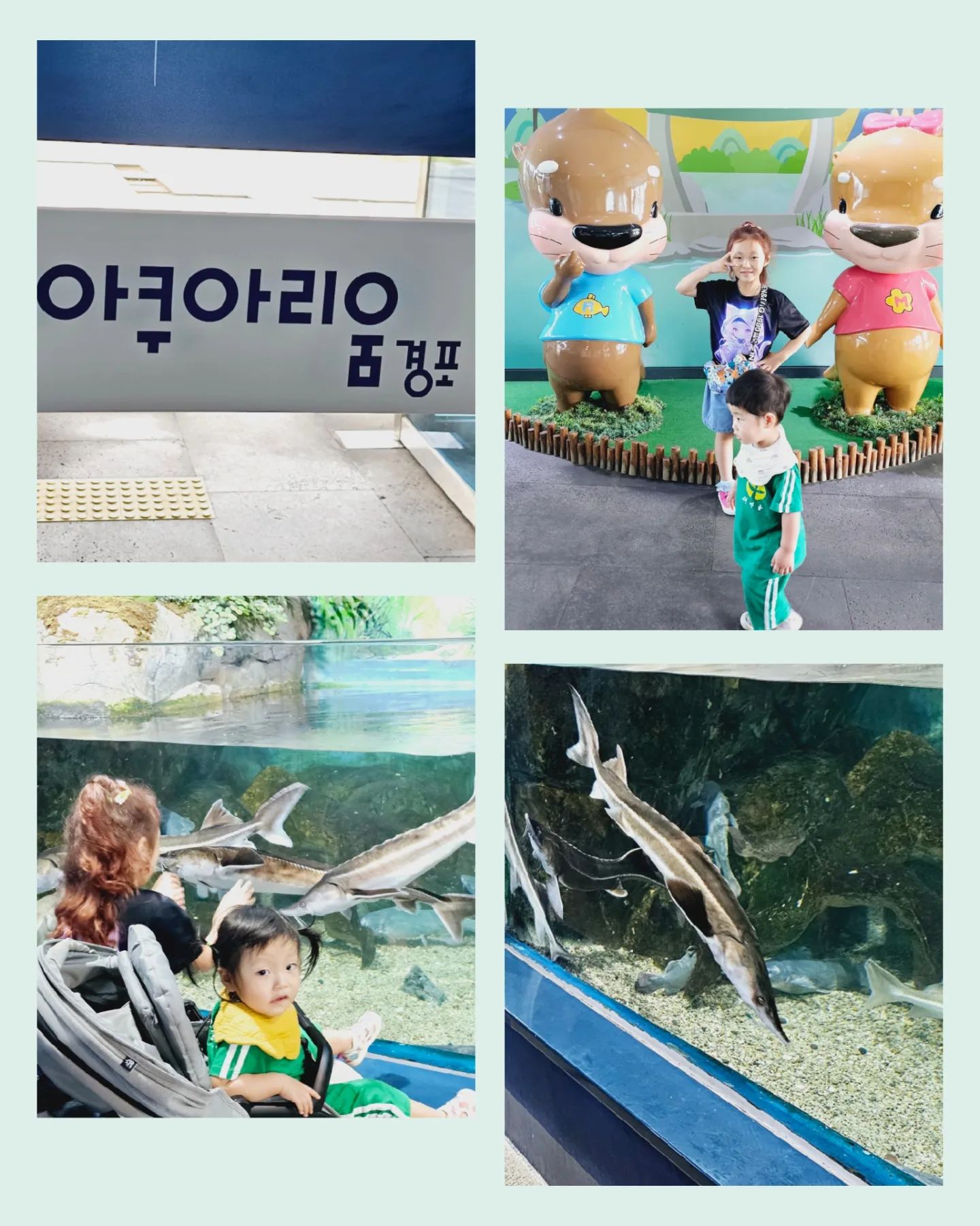 ☆:))첫줄..........🖐
.
.
.
#여름방학기록 #강릉여행 #강릉아쿠아리움 #큐또방 #삼남매
#아이와가볼만한곳
.
.
.
아직도 끝나지않은 여름방학의 기록...
강릉아쿠아리움.
뮤지엄헤이 옆에잇어서 접근성도좋고, 주차비무료⭕
유모차도 가능,  쌍둥이유모차도가능, 엘베잇음⭕
.
이전에갔을때는 카페가 없엇는데,
이번에는 카페도 옥상정원도 생겨서 너무좋앗다.
주변이 한눈에 내려다보이고, 하늘이 맑아서 넘 좋앗음.
.
수족관관리도 잘되잇고, 역시 직원분들도 친절햇다.
설명해주시는 안내직원분도 친절하고 재밋게 설명해주셔서,
시간만 잘맞춘다면 교육적인 내용 설명도 가능⭕
.
이전보다 더 멋지고 깨끗해진 강릉  아쿠아리움.
다음에 또 만나자🖐