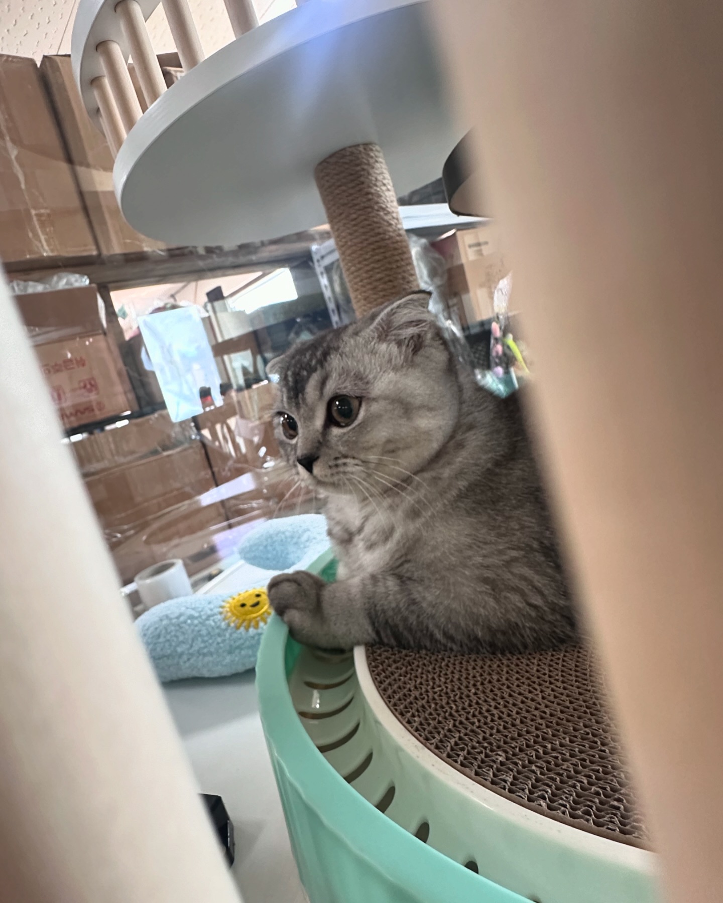 회사에 놀러온 냥이 친구들🐈‍⬛
나는 집사가 될 수 없는..그래서 이렇게 가까이 할 기회가 없는데
직원의 반려묘 동행으로 으~~ 너무나 깜찍한 아기들을 만나
이틀간 회사 근무시간이 잠시 행복했다😆🤭❤️

#안녕🐈‍⬛