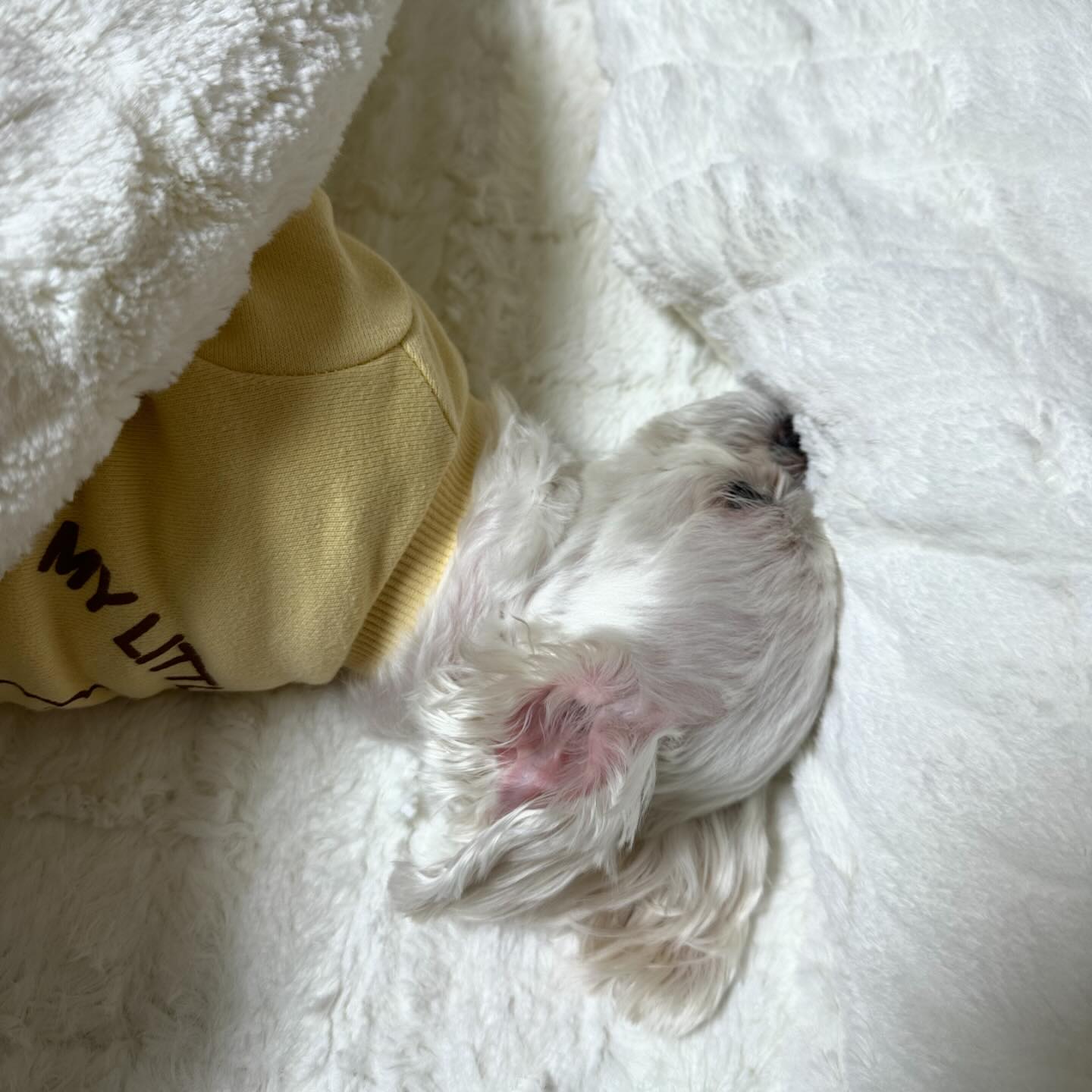 댕생 10년이면 사람처럼 행동하고 이불덮고 잔다💤
아침에 출근하려고 일어나면 요로콤 쳐다본다😚
나도 출근안할래.. 연차쓸래.. 나도 낮잠.. 나도 퇴근..🤣🤣

#말티즈 #maltese #댕집사 #dog #개인생 #퇴근 #집 #집순이
#집보내줘 #집에갈래 #집이최고야 #퇴근세시간반전 #zzz