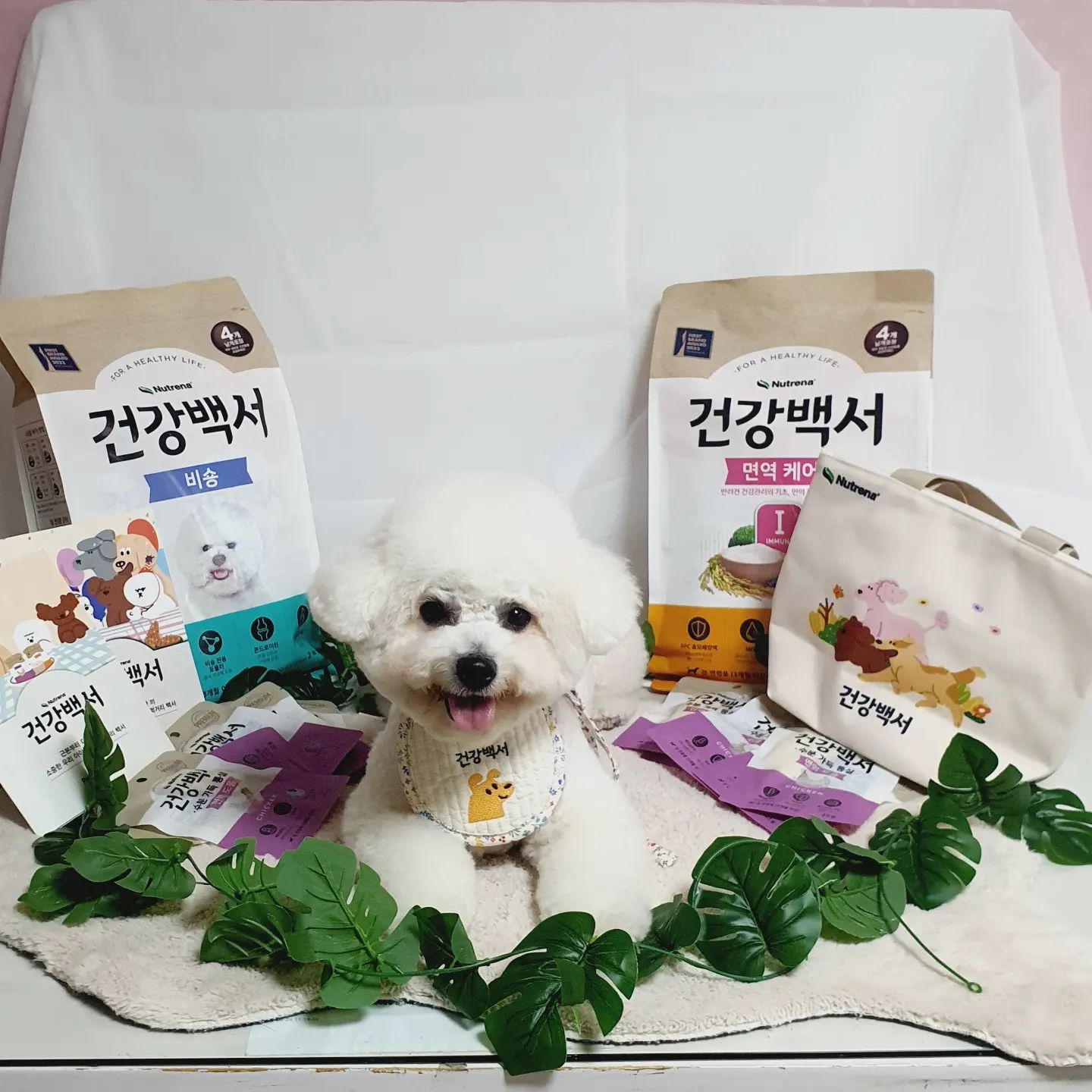 #협찬 #제품제공 #건강백서 #댕댕박사 

칭구들 집중해죠‼️
구름이의 건강백서 댕댕박사 마지막 피드야❗️ 

🌱구름이가 약 한 달 가량 건강백서 사료와 함께하면서 느꼈던 점을 말해줄게 

1️⃣ 사료부분 ('비숑'와 '면역케어')
☺️ 좋았던 점
     - 500g씩 개별포장이 되어있어서 위생적이고 여행갈 때도 따로 소분해서 가져갈 필요가 없어
     - 개별 포장지마다 유통기한이 다 기재되어 있어
     - 사료 크기가 미니바이트라 부담 없어
     - 기호성이 진짜 최고야
     - 💩상태 말해뭐해 너무 좋아
     - 확실히 눈물이 줄어든 것 같아
     - 방광이 약한 구름이는 피곤하면 꼭 방광염이 도졌는데 이번에는 그런적이 없지모야ㅎㅎ❤️
     
🤔 아쉬웠던 점
     - 구름이는 '비숑 사료'와 '면역 케어 사료'를 받아서 남은 2주간은 혼합 급여를 했는데 이 두 사료의 생김새도 똑같고 개별포장지 색깔까지 똑같더라구! 그래서 조금 헷갈렸다는점? 

2️⃣ 수분 가득 통살
이건 말해뭐해❤️ 촉촉한 닭가슴살 통살을 간편하게 언제 어디서든 줄 수 있어서 너무 좋았어
구름이는 이번에 '면역도움'으로 먹었는데 다음엔 '다이어트 도움'으로 먹어볼까해🤭 (요즘 너무 잘먹었거든 캬캬😎) 

3️⃣ 보냉백 & 스카프빕
와 이거 정말 유용했어! 보냉백은 너무 추천해❤️ 덕분에 간식, 물, 스프레이, 빗, 물티슈 등등 다 들고 여기저기 잘 돌아다녔어!
스카브빕은 진짜 너무 귀여웠어😍 인싸가 되는 기분이 요런것일까?😎 

🍀마무리 구름이 언니의 멘트
구름이는 건강백서와 조금 더 함께 해보려고해요!
한 달간 매우 만족스러웠고 무엇보다 구름이가 좋아해줬어요👍 이번달 말에 구름이 요로건강검사를 하러 가는데 한 달 밖에 급여하지 않았지만 그래도 어떤 변화가 있었을지 그 결과도 너무 기대돼요❤️
올해 초부터 요로건강이 좋지 않았던 구름이였기에 매번 먹고 마시는거에 있어 예민하고 신중했는데 이번 체험을 하며 우선 제 마음 편하게 맛있는 건강백서 사료와 간식을 줄 수 있었어요👍 최고 👍 
앞으로도 더 건강해질 구름이를 기대하며 댕댕박사 마지막 리뷰를 마칩니다❤️ 

🌸 건강백서 비숑 사료 
     (요로결석케어, 가수분해, 보리지오일, 오메가3, 루테인, 콘드로이틴)
🌸 건강백서 면역케어 사료
     ( XPC 효모 배양액, 가수분해 연어, 장건강, MOS, 비타민E)
🌸 수분 가득 통살 간식
     (국내산 닭, 베타글루칸, 타우린) 

#카길 #건강백서 #댕댕박사 #건강백서사료 #건강백서간식 #건강백서통살간식 #강아지사료 #강아지사료추천 #강아지간식 #강아지간식추천 #강아지면역 #강아지결석 #강아지결석케어 #강아지피모 #강아지먹방