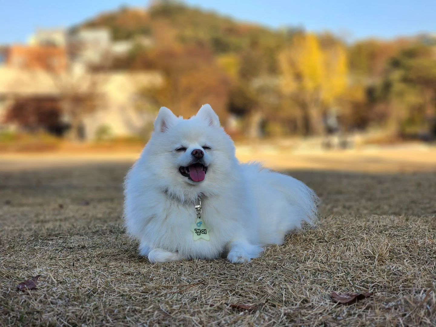 어제는 날이 이렇게 좋았눈데에에에
.
.
.
#스피츠 #폼피츠 #강아지 #겸이 #일상 #서울대산책 #spitz #pompitz #dog #daily #seoulnationaluniversity