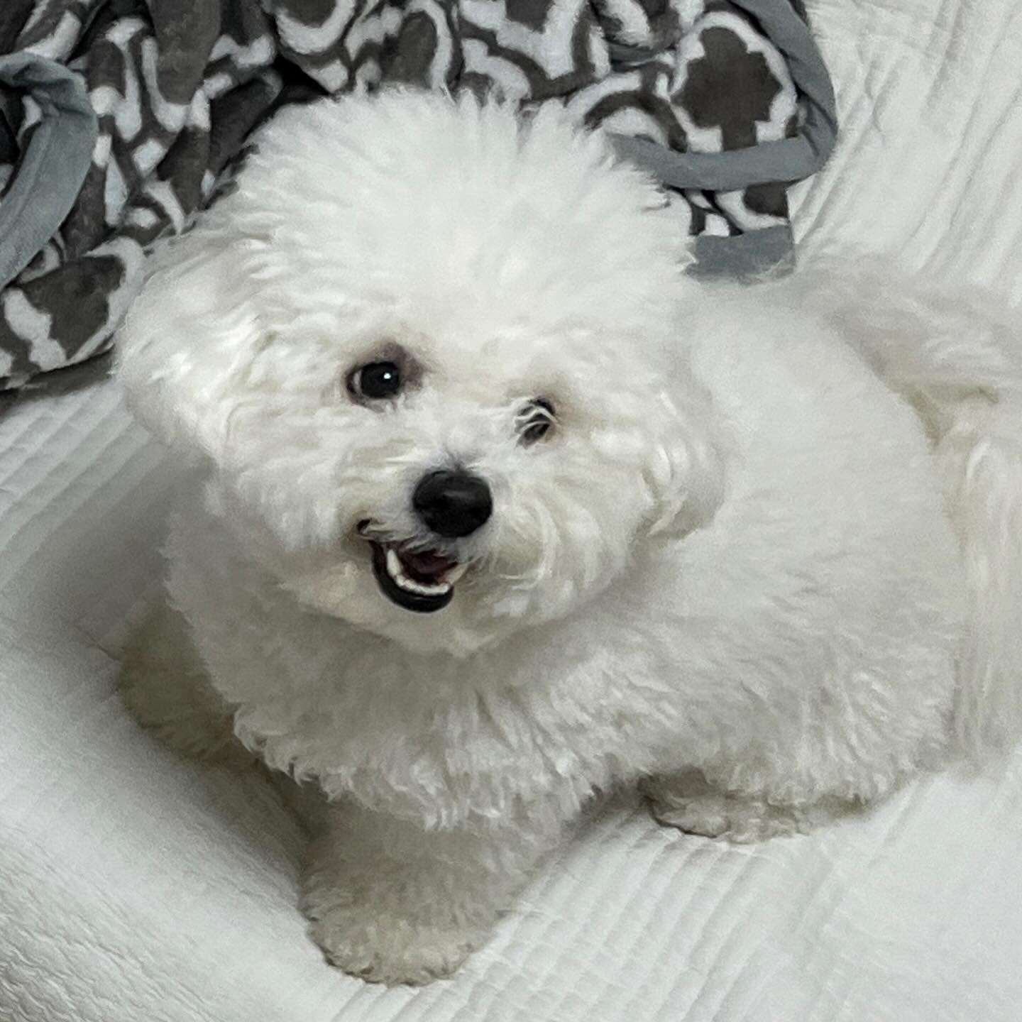 웃개