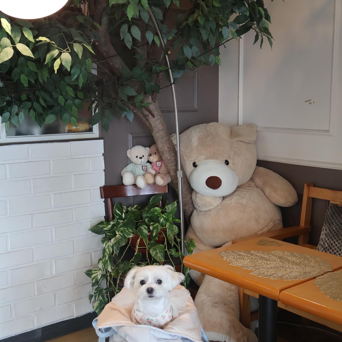 짱아🩵

웃어라 짱아🐻‍❄️

짱아도 한입만 줍쇼🥹
안준다니까 댕서럽..

밥먹고 주무시는 짱아
ha.... 다시 살이 오르는듯함 ㅜㅜ 

.
#강아지#말티즈#멍팔환영#댕팔#멍팔맞팔#반려견소통#maltese#개스타그램#펫스타그램#견스타그램#귀여운강아지#협찬환영#강아지협찬#강아지협찬디엠#반려견#여행강아지#반려견동반여행#반려견동반#귀여운강아지#오늘의강아지#강아지모델#강아지일상#모델강아지#캐논미러리스#pet#dog#instadog#댕팔#댕댕이#댕댕이그램#강아지협찬dm