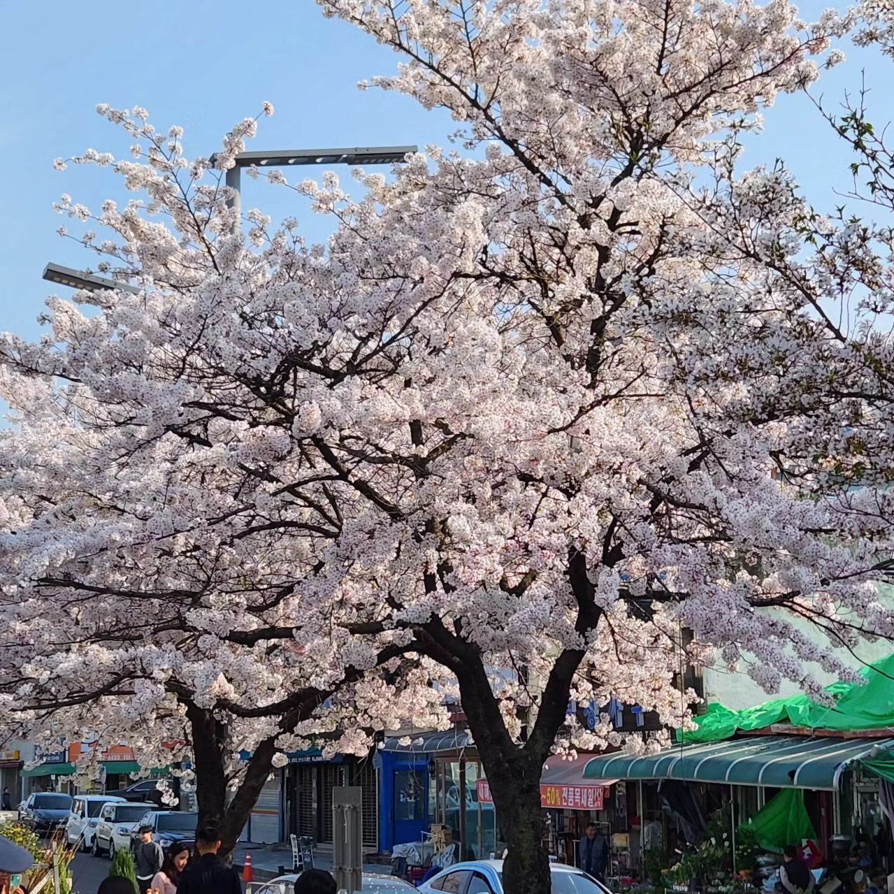 우당탕탕 벚꽃아 잘가..♡