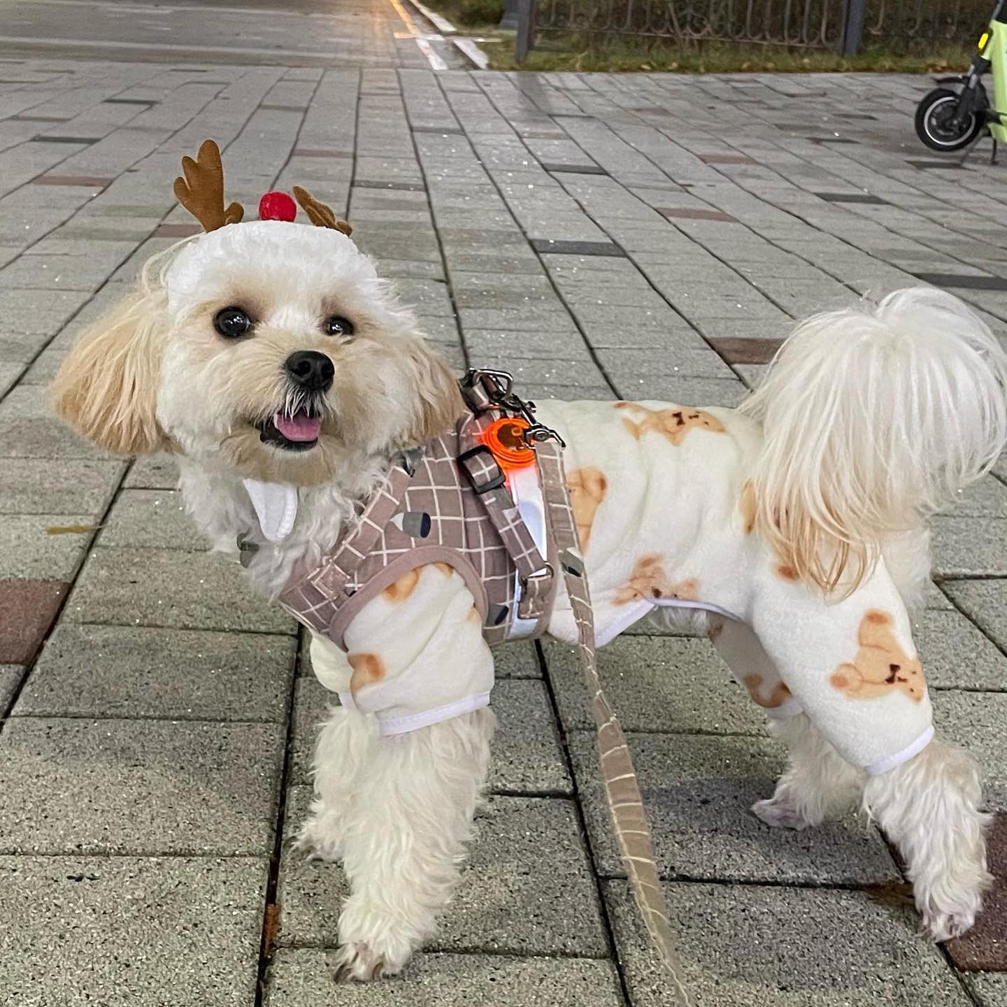 주말에는 산책 두번 필수!!🤍🎀