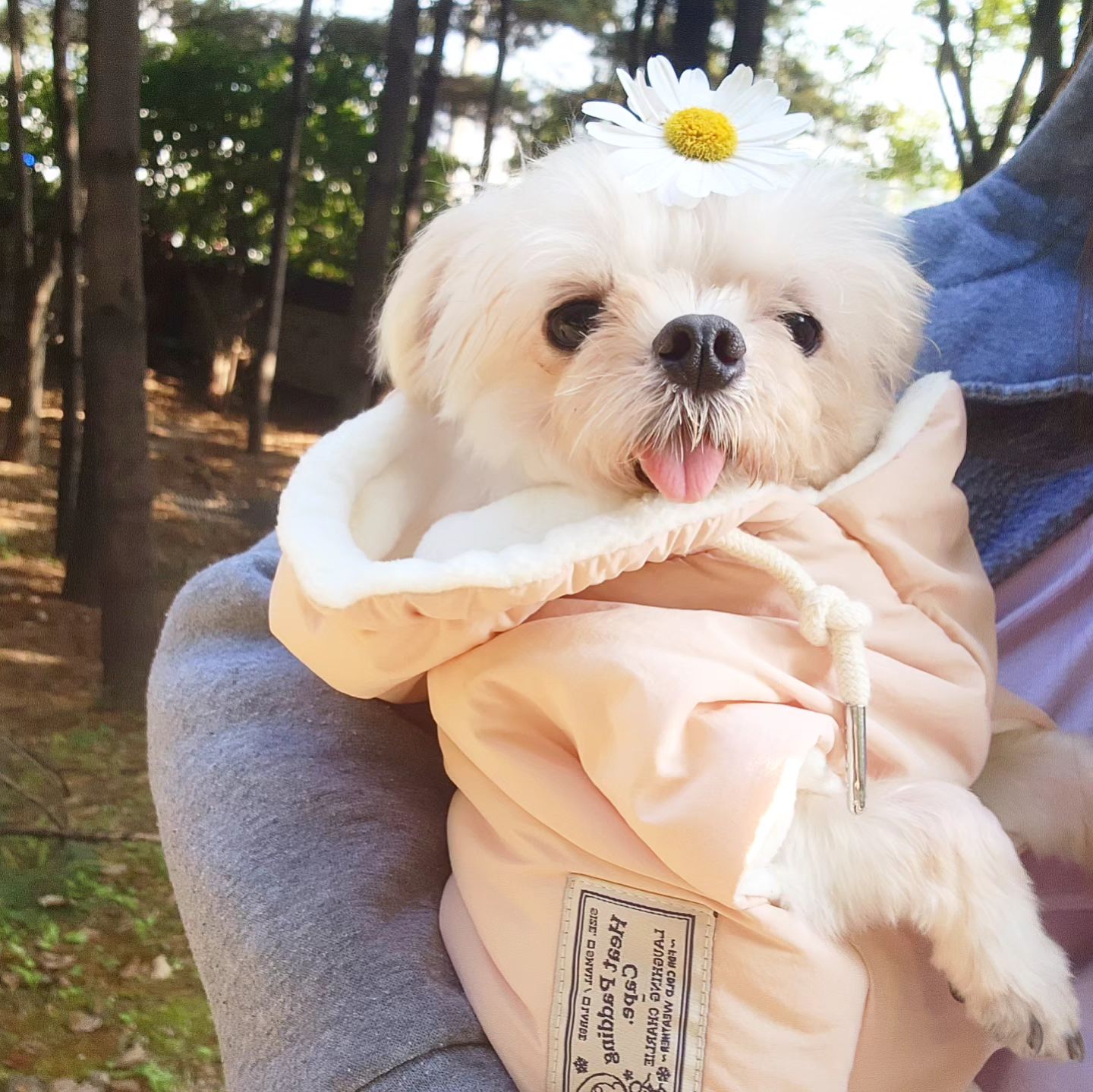 #동계준비 #개멍멍 #누리일기🐶 #산책스타그램 

D-36일차 누리임보중
아침 산책시 너무 추운듯 싶어서~
쿠팡에서 급히 공수한 #강아지패딩 
너무 작으면 너무 꽉낄라~
S사이즈 했더니ㅋㅋ 
엉덩이도 살짝쿵 덮어 줘서 따뜻해 보이는데 뒤뚱뒤뚱ㅋㅋ

불편함이냐 따뜻함이냐~-_- 
그것이 문제로다요-_-;;

결국 다 벗고 추위 택한 누리ㅋㅋ
열심히 산책 후 귀가 해서

오늘은 침대에도 눕눕 쿨쿨Zzz
햇빛 쨍한 집에 누워 또 쿨쿨Zzz

🌈누리♥️

✔️입양문의
화성 번식장 구조견(누리)
soby2017
adorable._.adopt
👉입양홍보 게시판 누리클릭해서
하트♥️♥️뿅뿅♥️♥️
