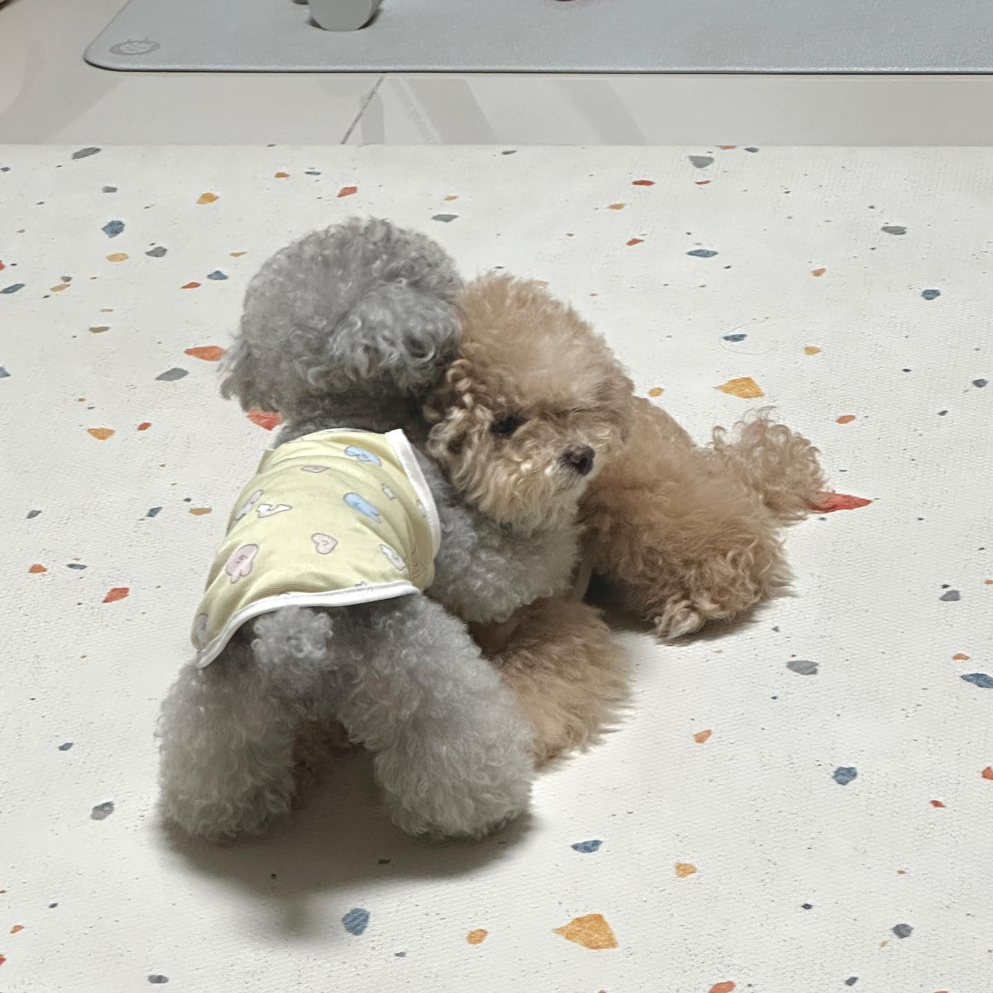 환승연애 시즌17827939 정도에 내보낼까 합니다
#헤어지지못하는회색떠나가지못하는갈색