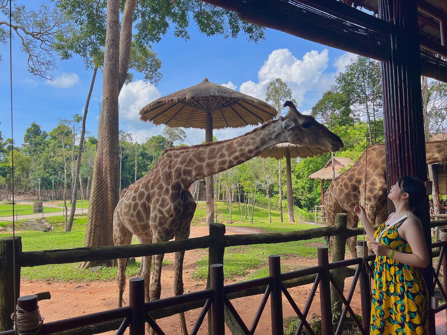 태어나서 가장 가까이서 본 동물친구들🦒🐘
.
.
.
#푸꾸옥 #푸꾸옥여행 #태교여행 #휴가 #베트남 #빈펄사파리 #빈원더스사파리 #푸꾸옥사파리 #사파리 #그랜드월드 #그랜드월드푸꾸옥 #여행 #여행스타그램 #일기 #쀼스타그램 #신혼부부