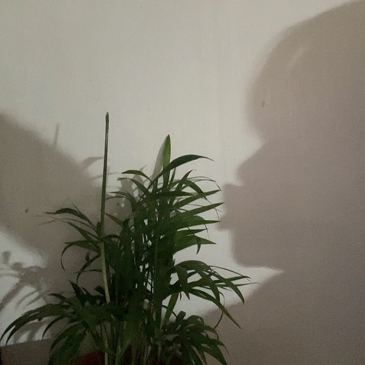 짱구 뽀뽀갈겨☘️ #테이블야자