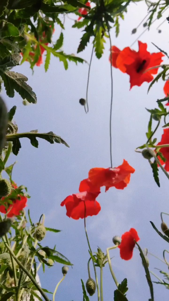 경북에서 나만의 인생샷 포인트 찾기📷 
청송여행편을 준비해봤어요✨️

붐비는 여행지보다 나만의 여행지를
특별하게 기록하고 싶다면 완전 추천🥰

지금 청송에는 청보리와 양귀비까지
예쁘게 피어있으니 경북여행하세요❣️

.
.
.
gbnadri
.
.
.
#경북여행 #Gyeongsangbukdo #gyeongbuk #2023경북숏폼공모전 #koreadrone #경북가볼만한곳 #경북청송 #koreandrama #여행릴스영상 #reelskorea #송소고택 #산소카페청송정원 #주왕산국립공원 #대전사 #청보리밭 #꽃사냥꾼_욜로걸 #덕천마을 #ig_korea #instatravel