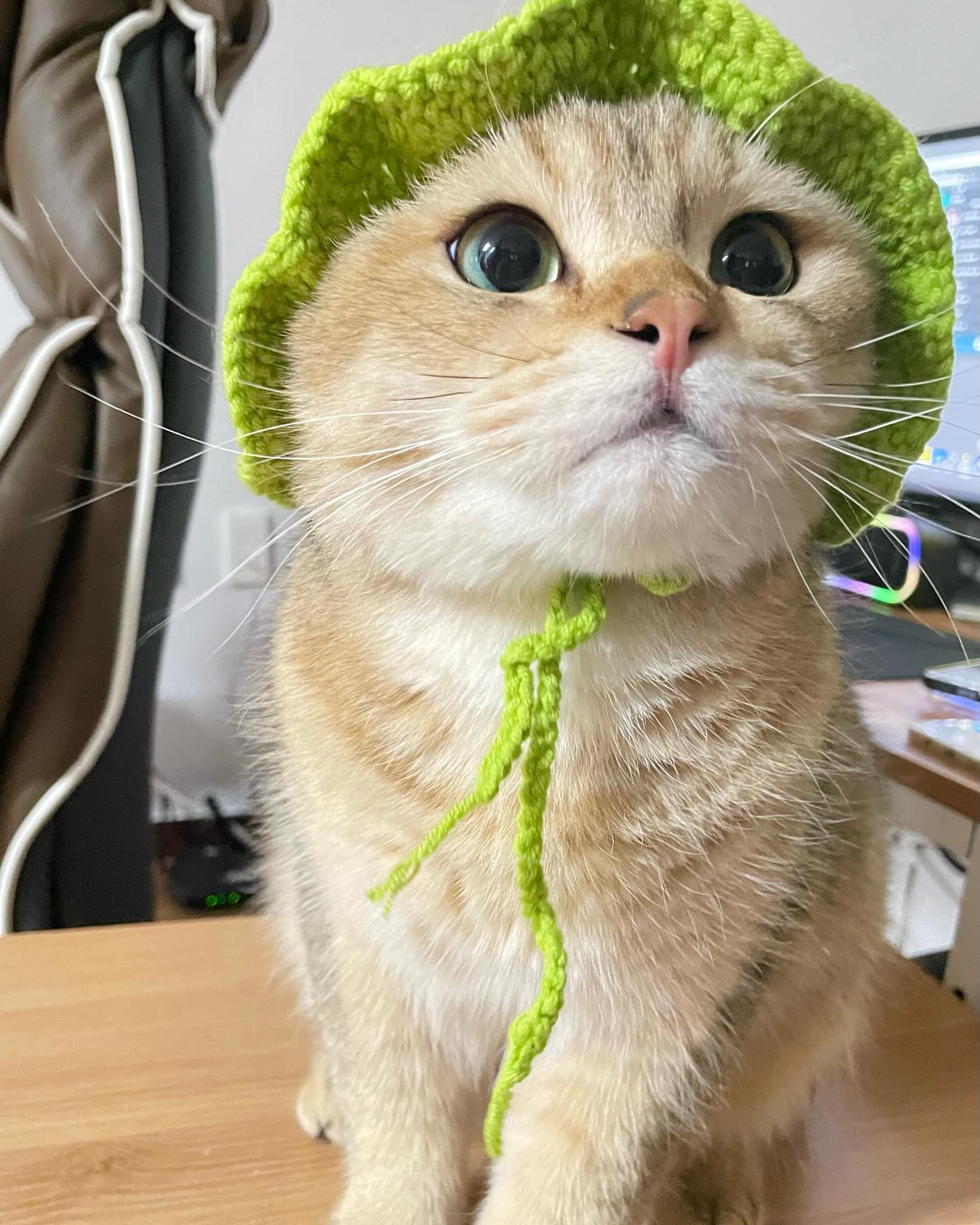 체험학습 가는 어린이같네..🙂
.
.
.
.
.
.
.
.
.
.
#kitten #kittencat