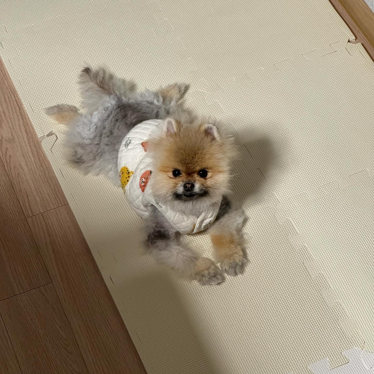 강아지인지 거북이인지 모를 너란 녀석🐢🐶
#룽지의하루 #반려견일상 #강아지수면조끼