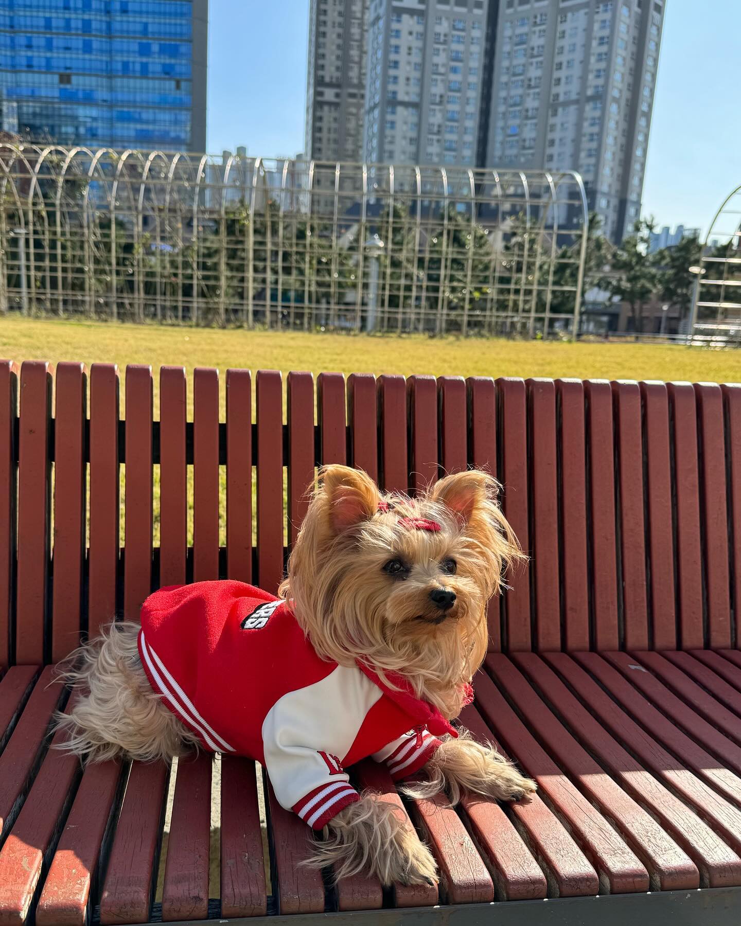 인천 댕댕이는 #랜더스 지!!
날씨도 추워졌겠다 야구 잠바 입고 룰루랄라 센트럴파크 산책❤️
내년에는 나로도 꼭 #랜더스필드 가야지!
이번년도 야구도 야무지게 잘 봤다!
내년에는 더 화이팅!!!💪💪
.
.
.
.
#요크셔 #요크셔테리어 #요키 #요키그램 #반려견 #반려견일상 #반려견소통 #반려견소통환영 #댕댕이 #랜더스댕댕 #어우추워 #센파산책 #yorkie #yorkshire #yorkiegram #landers #ssglanders #야구러버