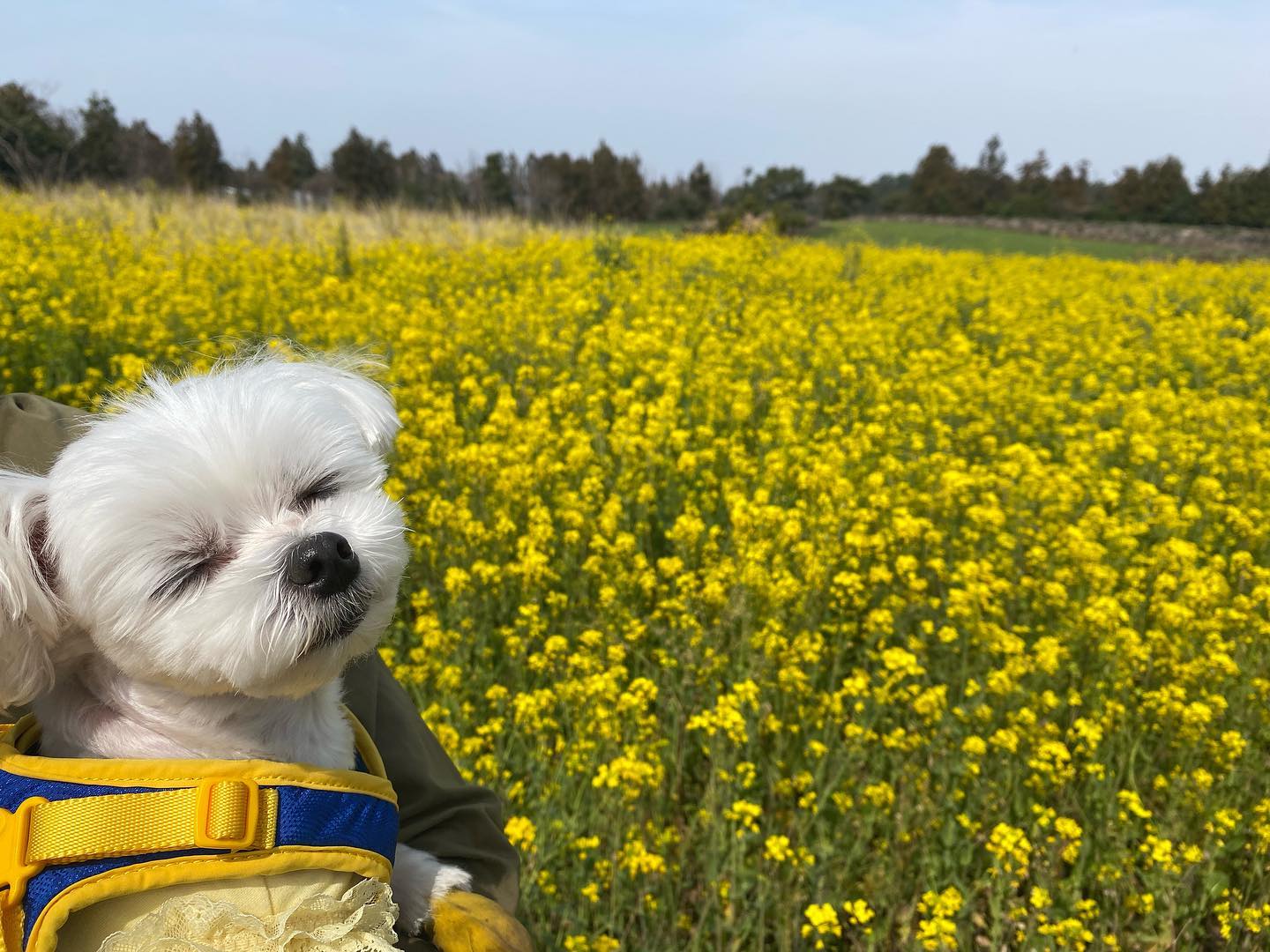 제주 한달살기 4일차💛🐾
유채꽃밭에서 찰칵🫶

이모삼촌들 다들 모찌 안잊어버렸져!?!?
누나가 바빠서 두달만에 인스타에..🥹
건강하게 잘지내고 있답니다🥰