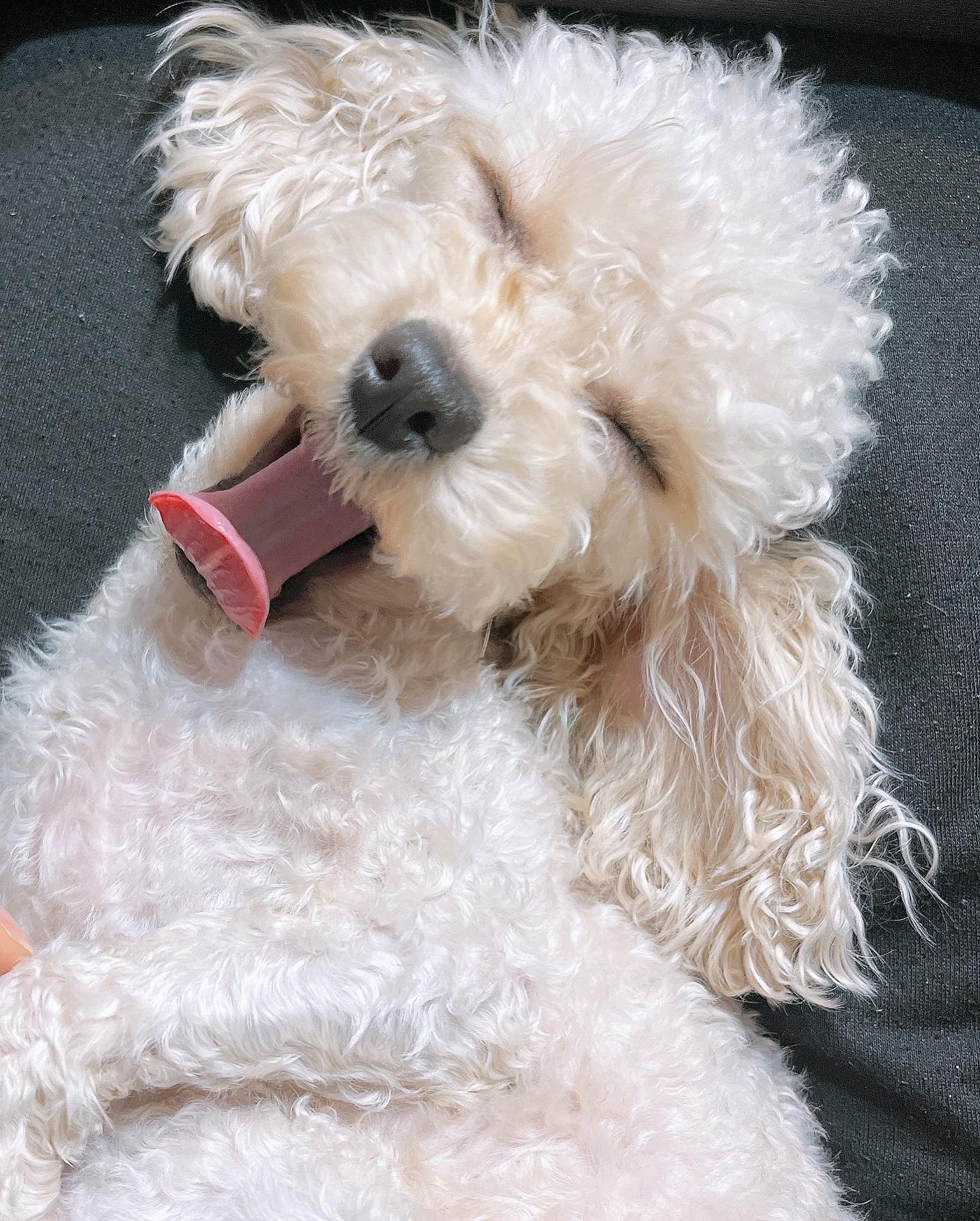 #토이푸들
#몽실이 
#poodle
#강아지
#견스타그램 
#견주소통 

그냥 귀여워서 ㅋㅋ