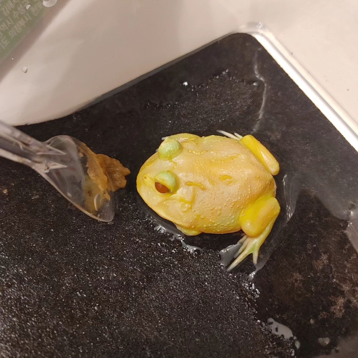 새로운가족
레몬이🐸🍋

잘지내보자 친구

#팩맨개구리