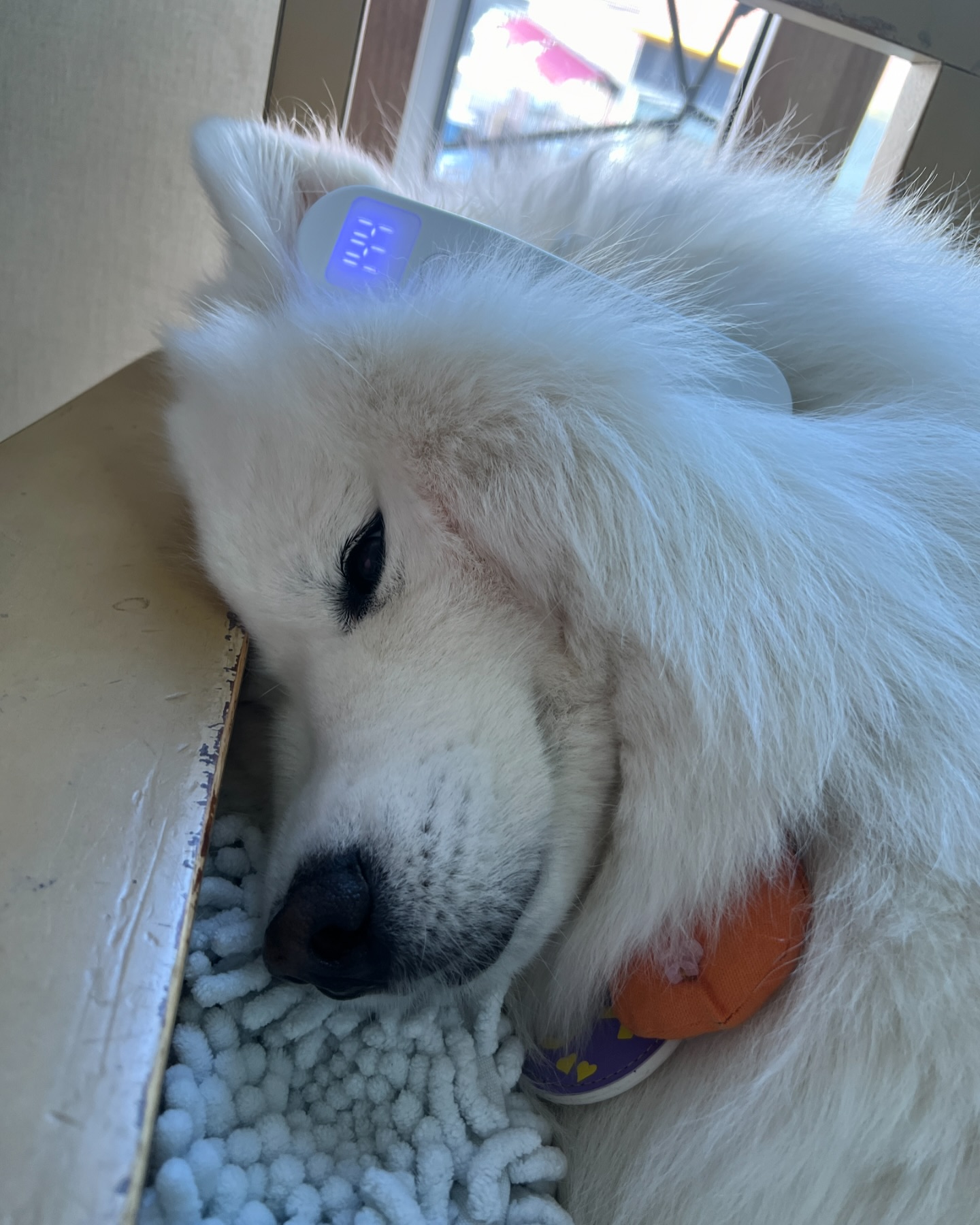 ʕ•ﻌ•ʔ 
🐶 엽떼여??? ㅇㅓ 오빠 나 자는주웅,,😴😴

[ 디어버즈 공구 예고 ]

외이염으로 고생하는 친구들???? 진짜 핵많을거같은데 맞죠?
제가 동물병원에서 근무해보니... 10마리 중 8마리는 귀 진료로 내원하던데ㅠㅠㅠ
근본적인 원인 해결도 중요하지만, 귀 안쪽이 습해서 그러는 아이들도 꽤 많거든요
특히 수영 자주하는 리트리버친구들 수영 후 엽떼여 한 번 해주면 습기 제거 끝!!
귀 청소 자주 하는 아이들도 이제 귀 열고있지 말구 디어버즈 한번 하면 습기 제거 끝!!

제가 이번에 진행할 디어버즈는 습해진 귀를 제습해주는 제품으로 아이들의 귀를 관리해줄 수 있어요!

👂🏻삼성 연구원들이 만든 세계 최초 귀 제습기
👂🏻실시간 귓 속 습도 측정
👂🏻외이도염 예방 및 치료에 도움
👂🏻귓 속 습기 제거 
👂🏻적외선 LED + 적색 LED 동시 적용으로 근육의 긴장이완과 혈류를 원활하게 하여 피부 세포 재생에 도움
👂🏻조용한 동작음으로 거부감 없음 (35dB의 속삭임수준)
👂🏻사람도 사용 가능
👂🏻Pro버전은 ios/Android 전용앱으로 기록 저장 및 확인하여 관리 가능

🗓️ 디어버즈 공구 : 3월 18일 ~ 3월 24일

👉 디어버즈 구성

➡️베이직 모데 ( 앱연동, 기록 불가능)
➡️프로 모델 ( 앱 연동, 기록 및 관리 가능 )

* A/S 1년 무상
* 무료배송