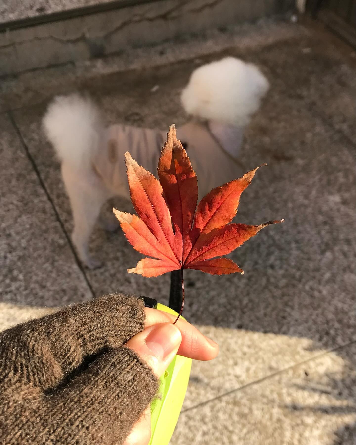 콩나물이 된 남자를 찾으시오.