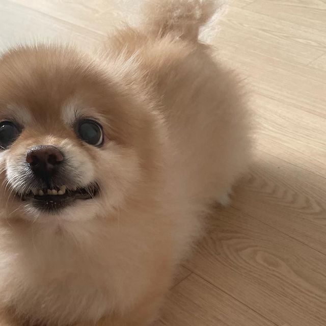 김다슬 on Instagram: "#광고 @royalpetlife_official 우리 쿠키 간식 !! 오늘, 간식 :) 로얄펫라이프에서 나온 오늘, 간식 에서 오리를 먹여봤어요~ 원물 위주로 만들어진 건강한 간식으로 국제표준규격
