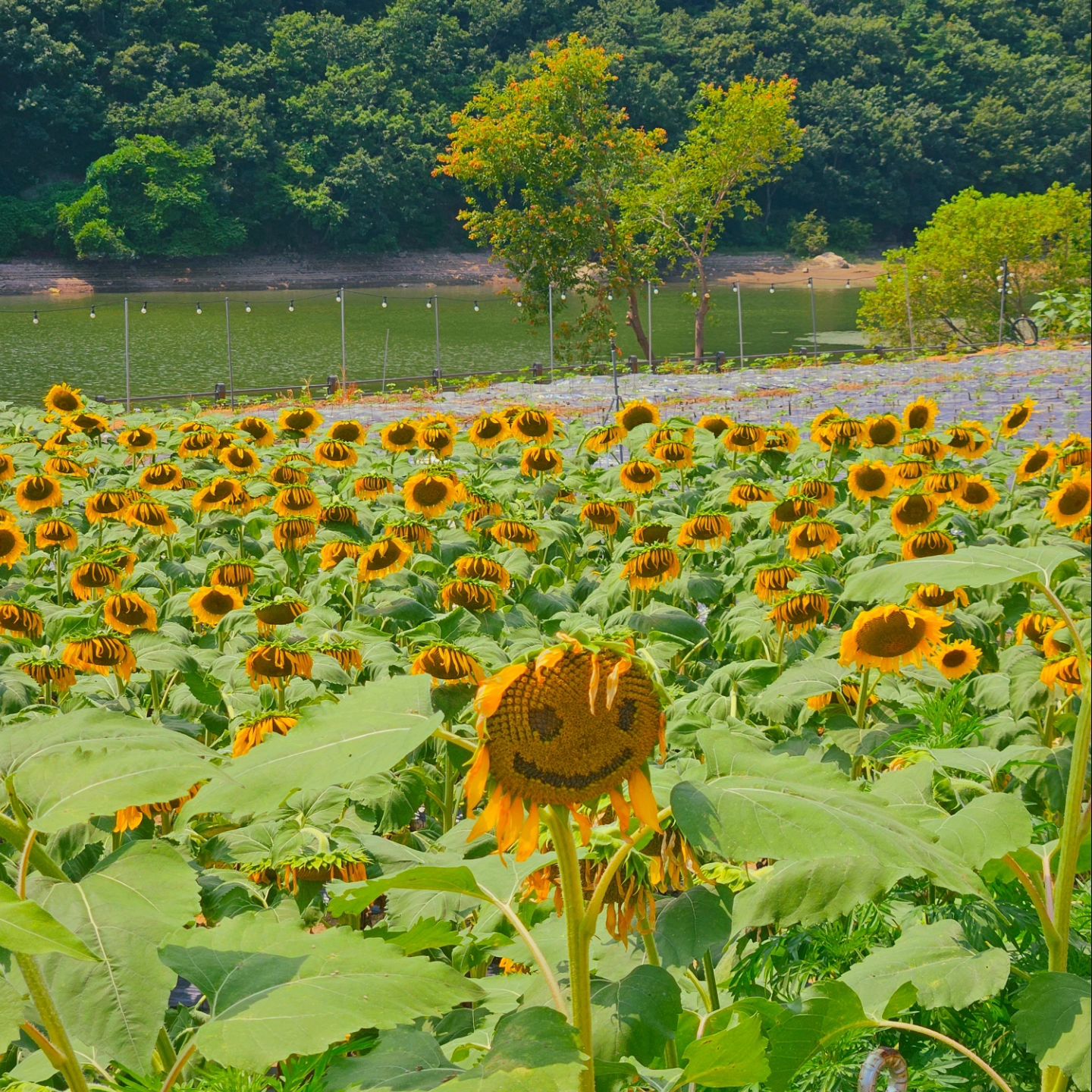 🌻
#경주 #경주카페 #바실라