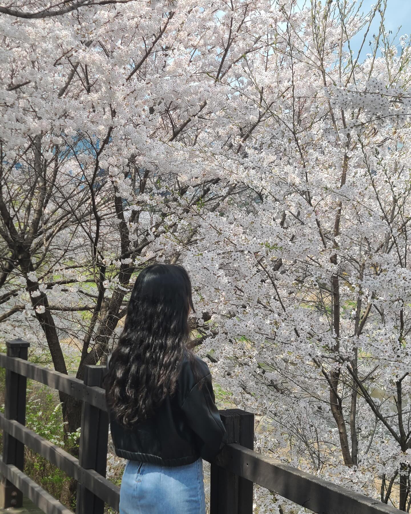 벚꽃 피드 마지막 탑승🌸
