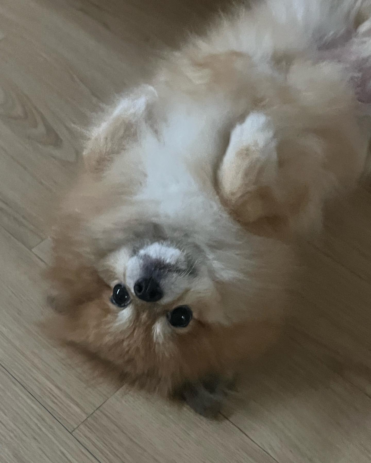 애교뽀이 뭉치
.
.
.
.
.
.
#포메라니안