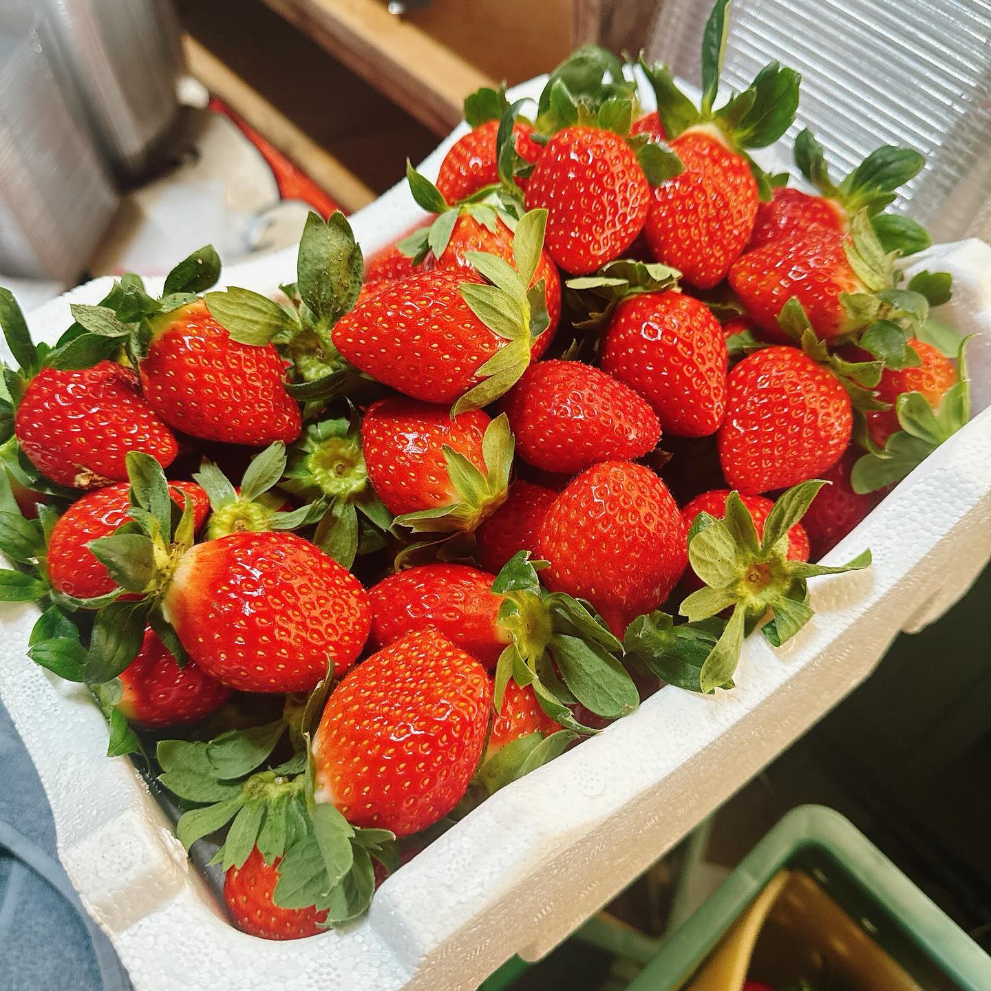 12월 첫딸기🍓
갖고오자마자 2/3을 드심..👍
대단하신 따님들~
딸기 시작이구나🎶

#딸기 #딸기시즌 #시작 #달달구리 #일상 #감사합니다 #잘먹겠습니다
