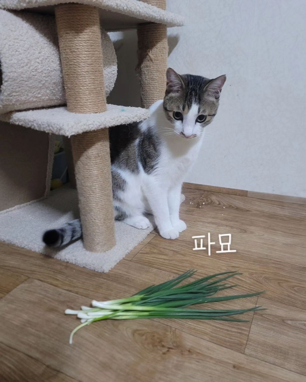 #파묘 #우리집고앵이 #눈물을머금고
