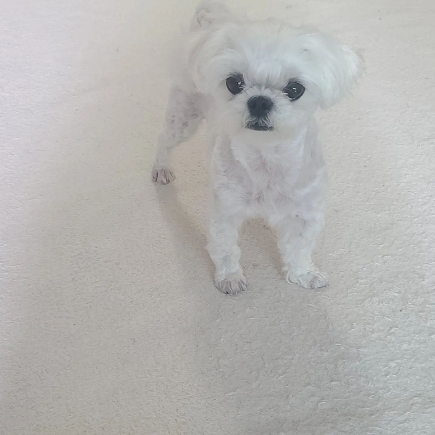 매번 미용실다녀오면 허리디스크로 고생하는 우리두부... 미용하면서 오래서있는게 허리에 무리가 많이간다고 하더라구요
속상해서 셀프미용에 도전했어요!!! 조금 못난이가되도 너가 아프지만 않는다면~~~~~ㅠㅠㅠ
처음치곤 너무 잘했다 잘했어!!!! ㅎㅎㅎㅎ 

#맞팔멍팔 #멍팔맞팔🐶  #멍스타그램🐕 #댕팔맞팔환영 #말티스타그램🐩 #강아지일상 #강아지그램#강아지셀프미용도전
