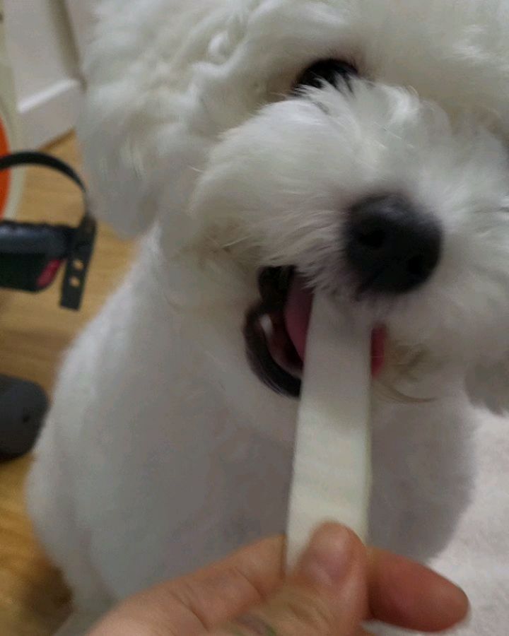 우리의 비타민+활력소🐶💙

배추먹방 눈먹방 마미자리뺏기 수건정리방해
기타리스트 견생첫수영 엄빠만뭐먹냐 아늑해 더워 여너초밥

#아프지말고 #건강하게만자라다오 #사랑해 #행복하자