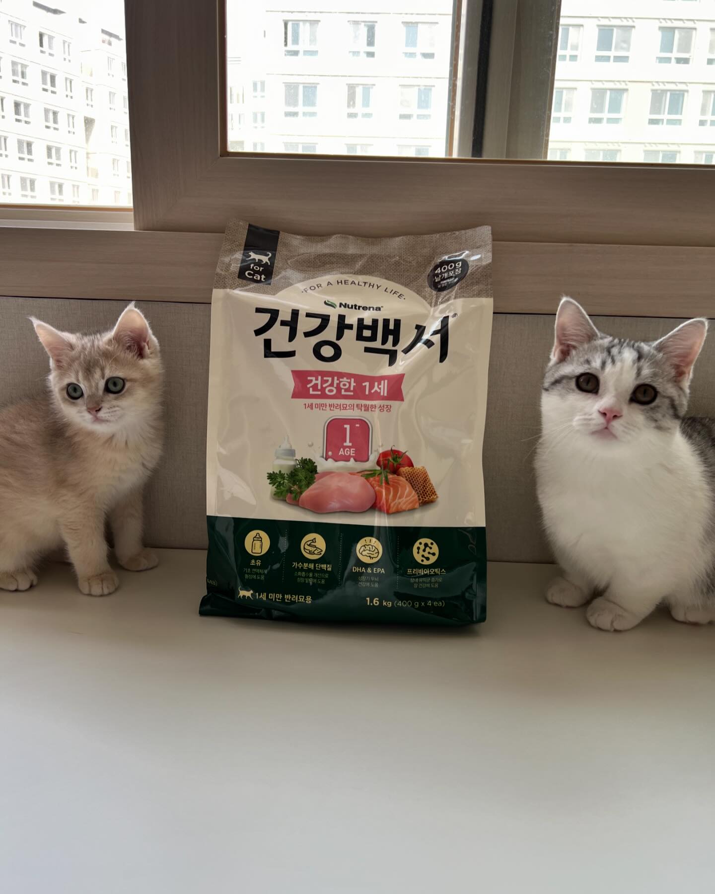 #협찬 

건강백서(healthpedia_official)에서
프림제리에게 키튼전용사료인
’건강백서 건강한 1세 사료‘를
선물로 보내주셨어요 🧡

프림이와 제리는 지금까지
같은 사료만 먹었어서
최근에 사료를 바꿔볼까 
고민하고 있었는데...!

좋은 기회로 새로운 사료를 
먹어보게 되었어요 😆

건강한 1세 사료는 키튼전용으로 🐱
초유성분이 첨가되어 있어
반려묘의 기초 면역 체계
형성이 도움이 된다고 하는데요 !!

입맛이 까다로운 프림 제리 모두
맛있게 먹었답니다 ㅎㅎ😍

글로벌기업 카길의 
150여년 동물 영양 전문성을 기반으로
만들어져 더욱 믿고 먹을 수 있는

’건강백서 건강한 1세 사료‘ 추천드려요 👍🏻

#협찬 #건강백서 #건강백서캣 #키튼사료 #아기고양이사료 #고양이사료 #고양이사료추천 #반려묘사료