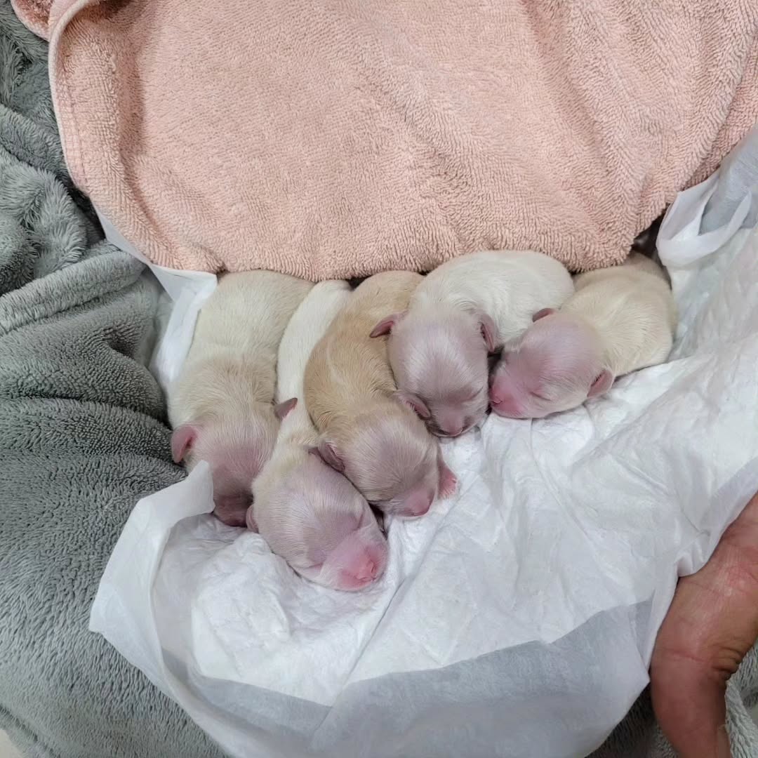 갑자기 오둥이들이 생각나 글을 올려봅니다..💜
눈에 넣어도 예쁘지 않을 수 없는 아이들♡
밀크야❤️ 말썽쟁이 오둥이들로부터 고생많았어~~
ps.육아는 끝이 없네😅