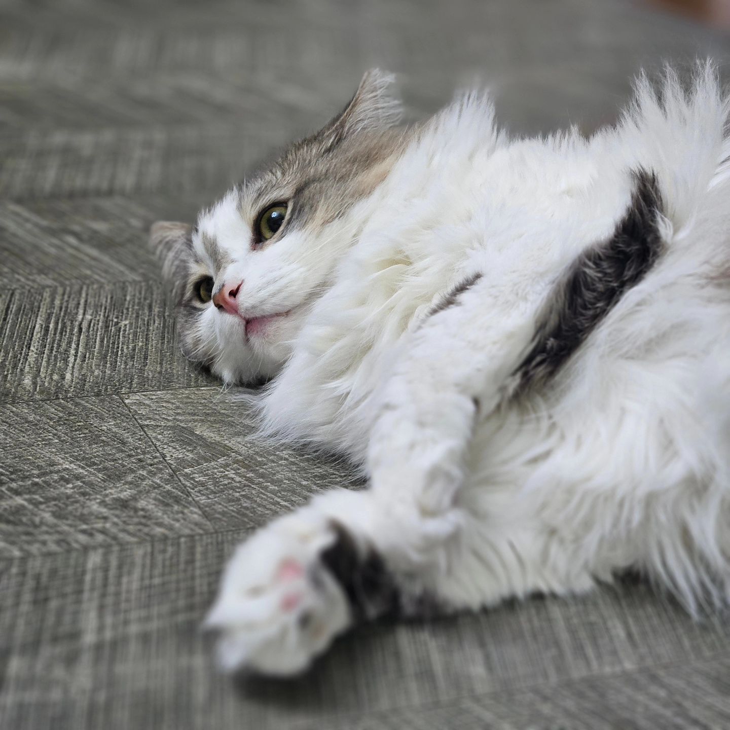 나랑 누워이짜옹 🏡🐱