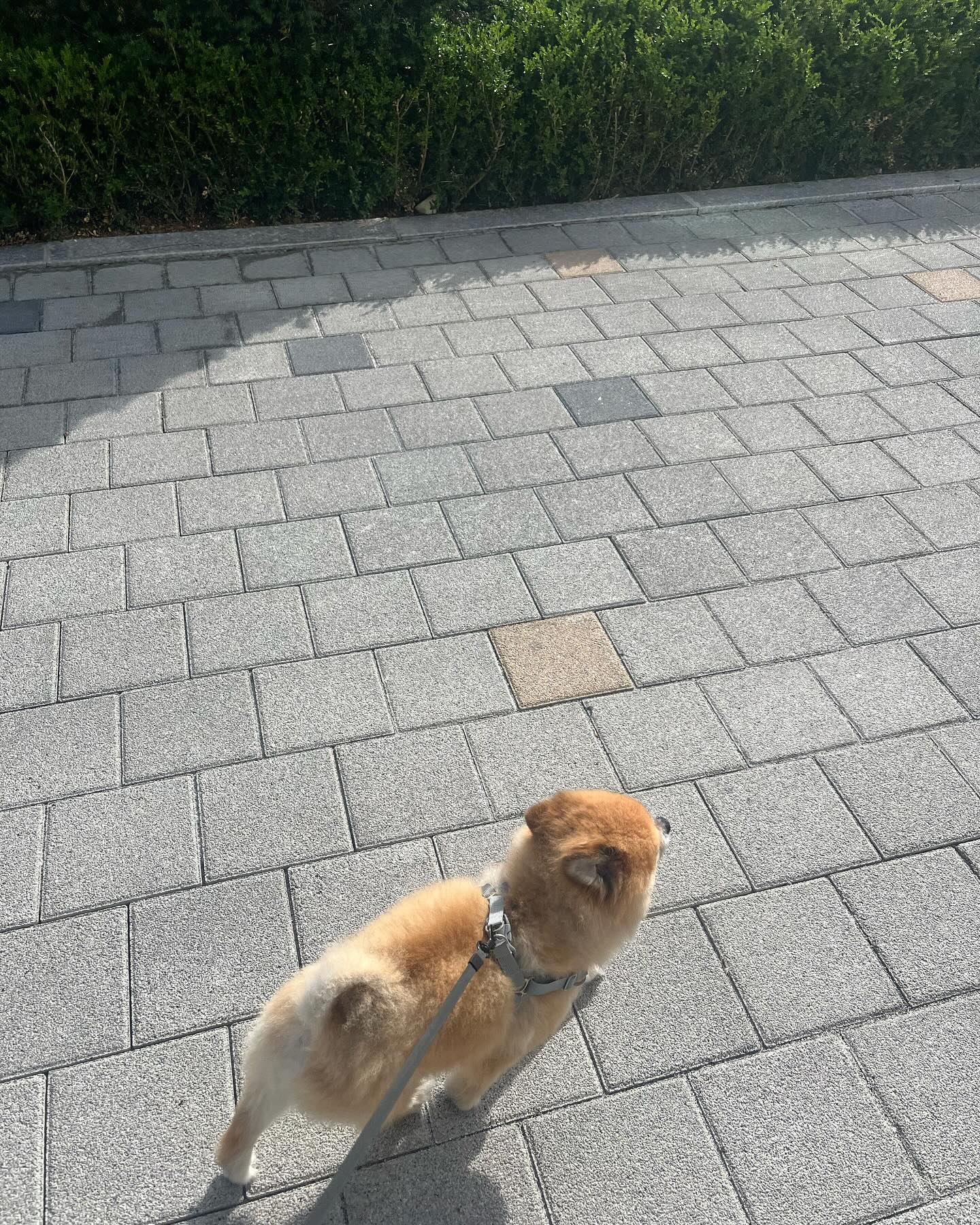 미세먼지가 하루종일 나빴는데 잠시 좋아진 틈을 타서 산책🩵
.
.
.
.
#포메라니안
