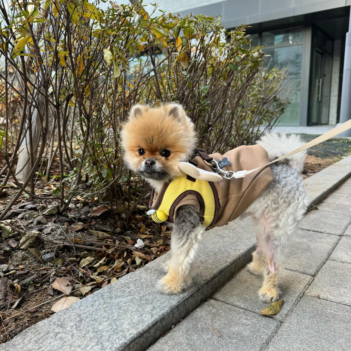 랄라룰루 뚱땅뚱땅🐾
#룽지의하루 #각선미견 #산책 #꿀벌의여행