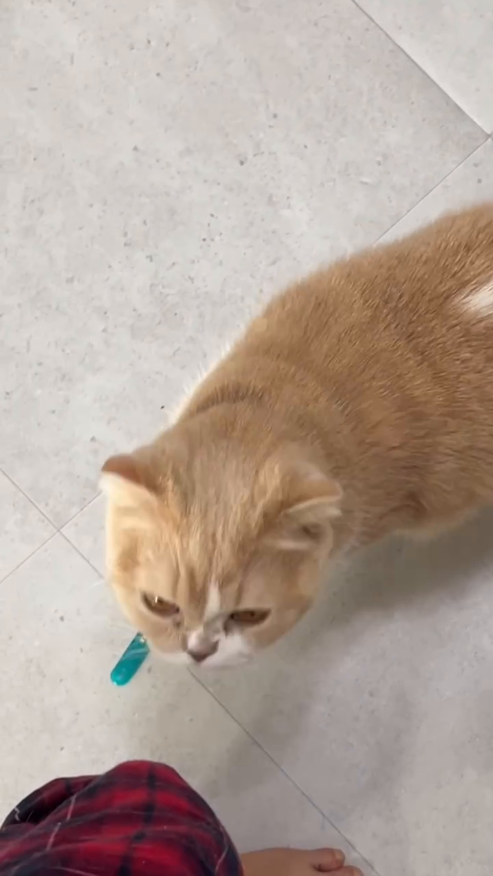 #뭉치 #냐옹 #릴스 #우리집 #고양이 #scotishfold