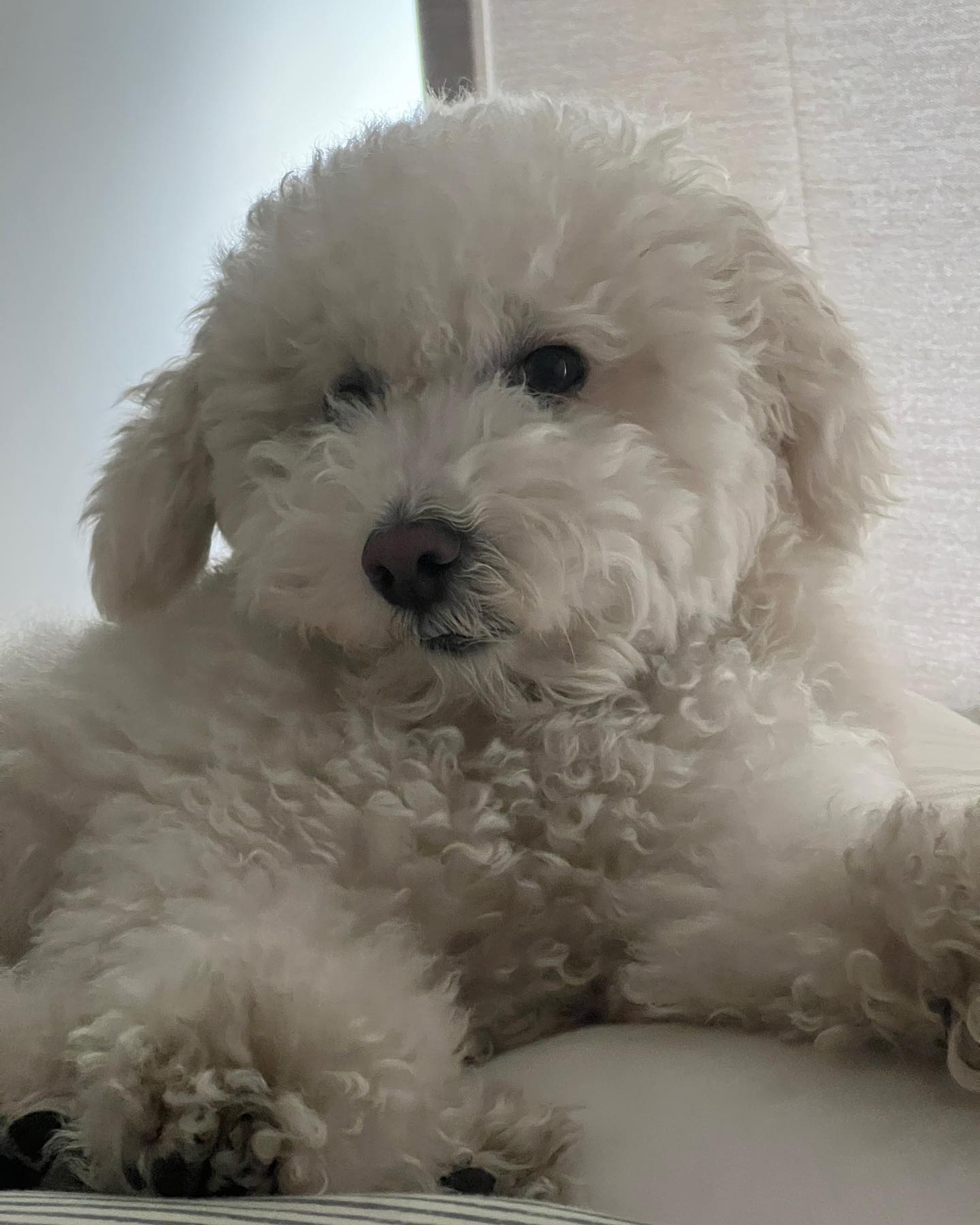 뚱
회색강아지

#비숑프리제 #밥풀이그램🐾 #비숑밥풀이🍚 #내곰돌이 #bichon #bichonfrise #petstagram #dogstagram #개스타그램 #일상💕 #소통🙆 #선팔맞팔환영🙌 #극한견주 #밥풀이견주의삶 #우리집막냉이🐶