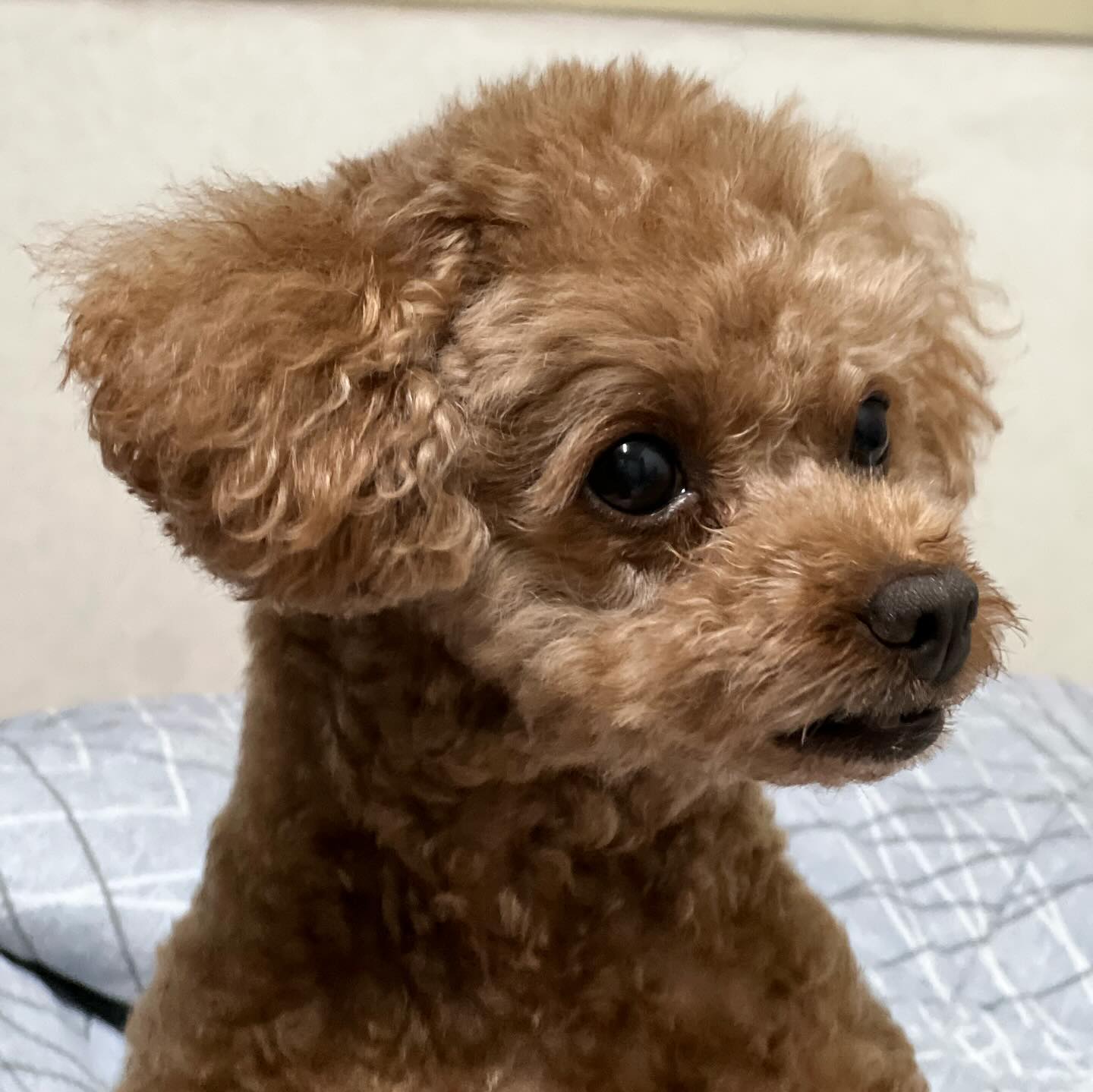 내 말은 절대 안듣는 세상에서 제일 귀여운 막내동생♥