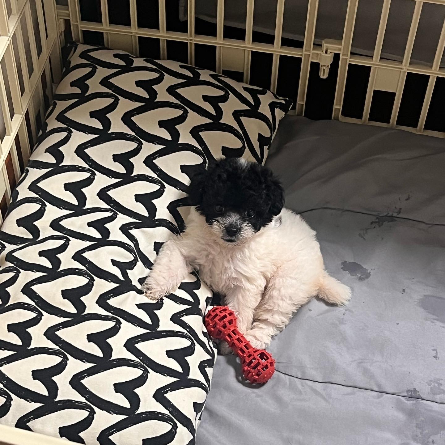 내이름은 #쿠키
견생 2개월차에요🐾
세상 궁금한게 많은편!
날뛰다가 잘넘어지고, 갑자기 개기절모드 잘함!

가족이 된 걸 환영해,
오래오래 행복하자🐶🖤
🍪쿠키인스타 cookie.puppy__ 

#멍스타그램 #멍팔맞팔 #파티푸들