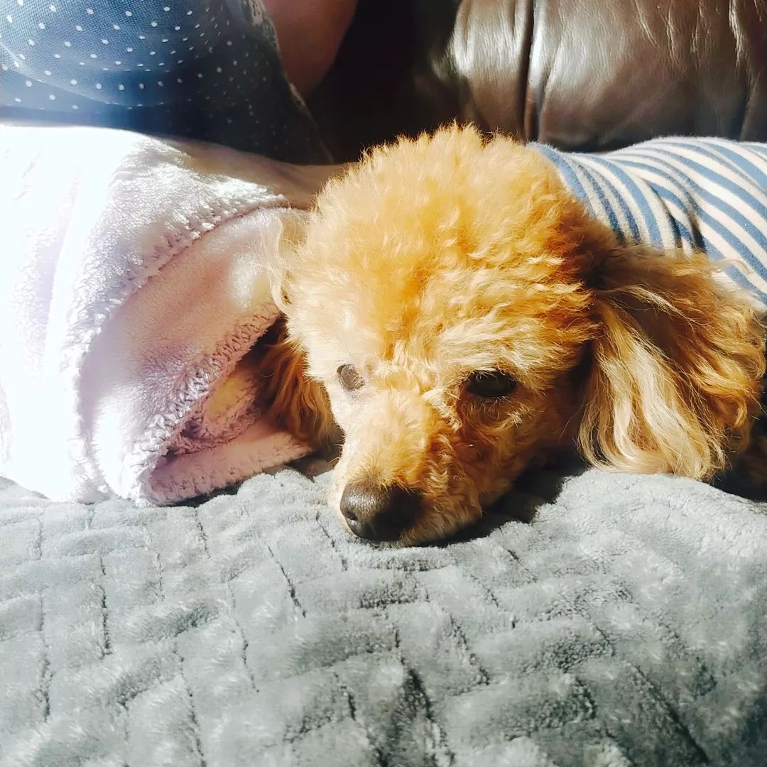 12월 27일에 아빠 집에서 댕댕이...ㅋㅋㅋㅋㅋ 이름이 민이인데 별명이 "된장이", "개민이" 등등