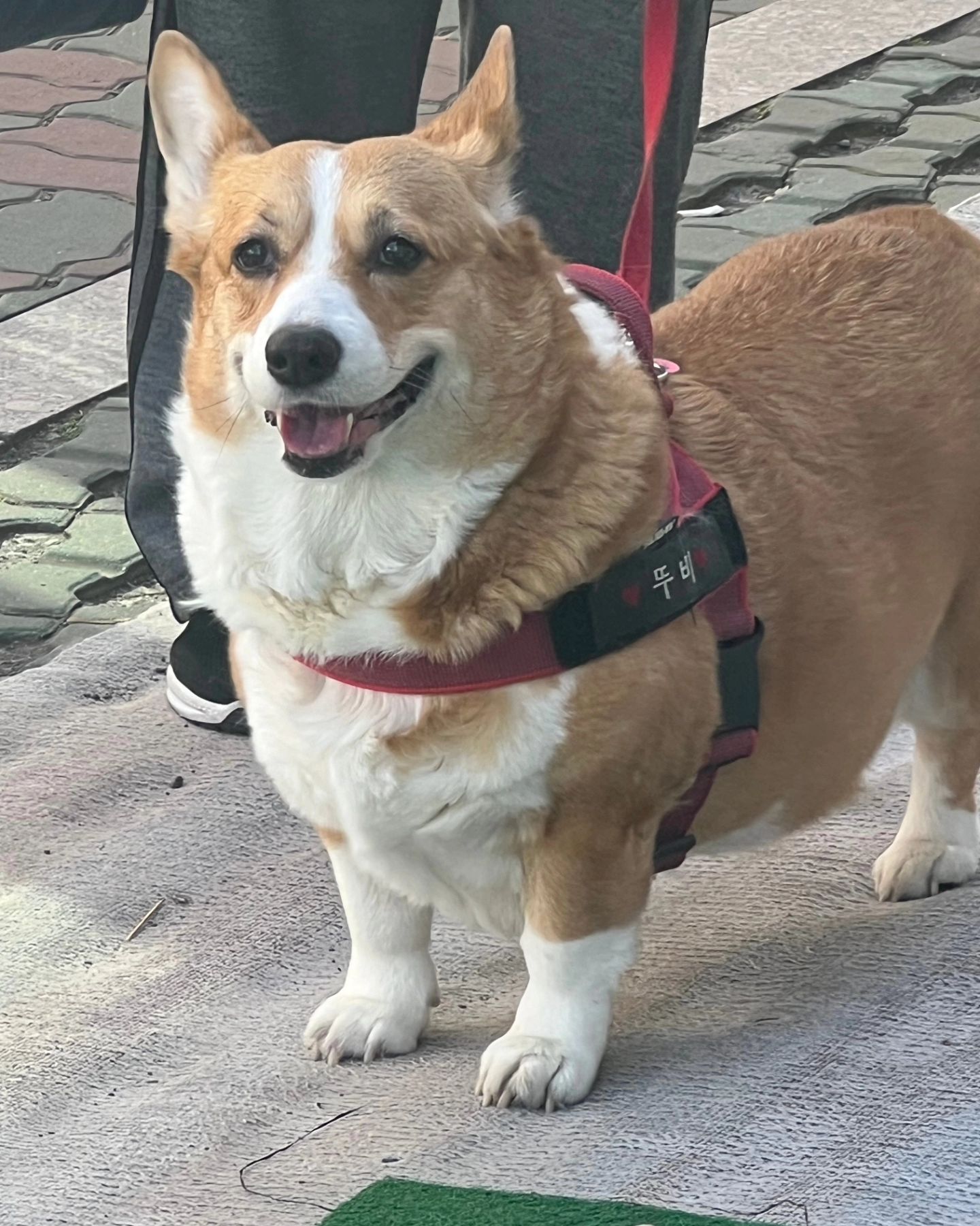 오메~요즘매일비와서 밤늦게두찌언냐랑
잠깐씩하다 오늘은 날이너~무좋네유😊
어매랑같이 얼마만에산책인지 멍냥이네
가서 뚜비까까도사고 기부니짱짱인딸랑구😘
뚭강아지~매일매일산책하고 어매랑언냐들
이랑 꽁냥꽁냥 아프지말고 오~~래사세~💞
#멍스타그램#코기#웰시코기#코기러브#강사모#반려견#전남#견스타그램#엄마사랑#이쁜딸#웰시광주#코기스타그램#펫스타그램#댕댕이#견스타그램#인스타펫#허그코기#웰시코기뚜비#코기사랑#인스타코기#독스타그램#Welshcorgi #Corgi #corgistagram