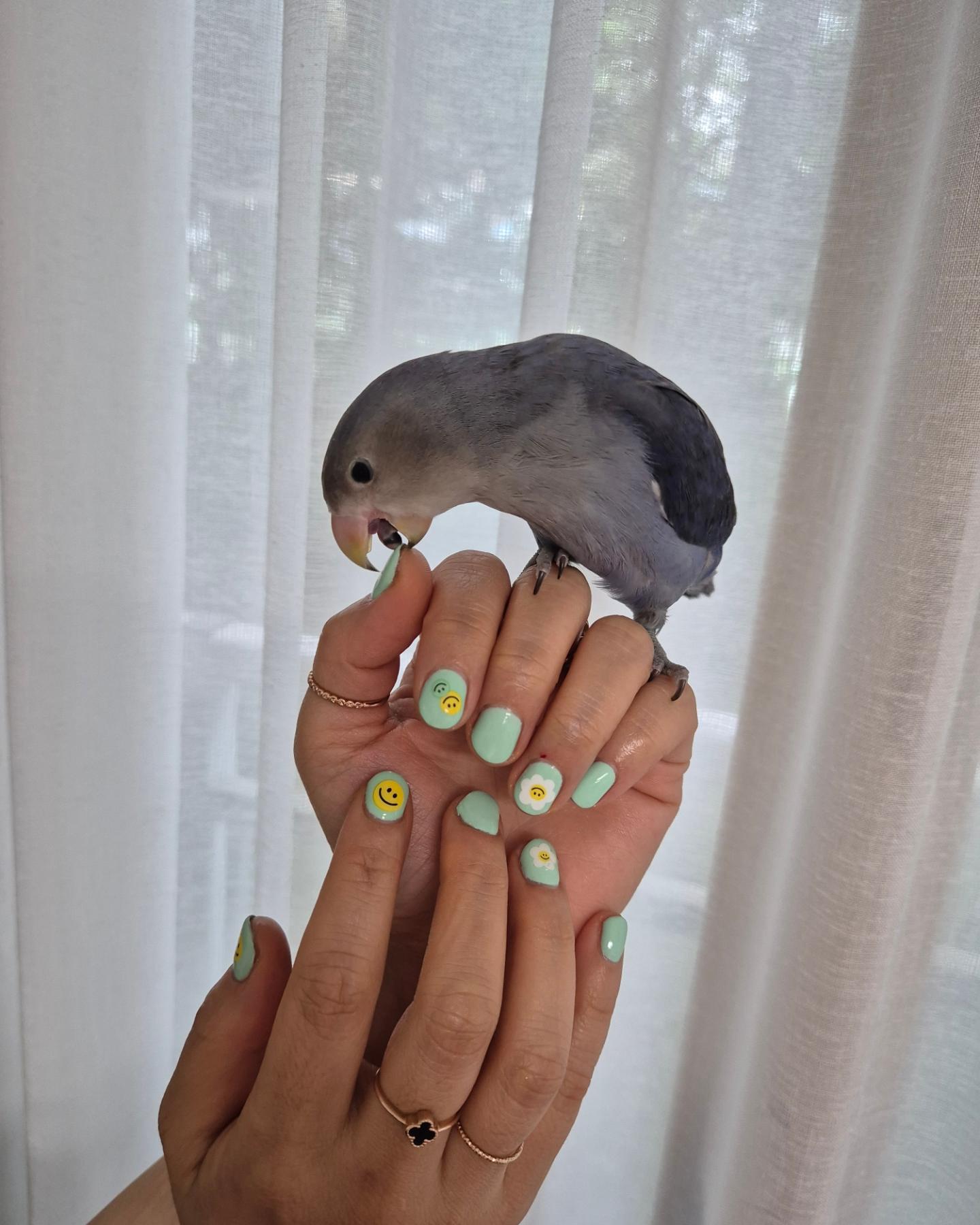 네일💅 day~🤗

오전에 모여서,
안영이네, 오영이네 가구 옮기고~
장난감 정리하고~

안영이가 차려준 노동밥🍚 
고봉밥🍚으로 먹고😋

다같이 네일하기💅

#가구옮기기 #장난감정리 #품앗이
#노동밥 #고봉밥🍚 #네일데이 #셀프네일
#앵무새 #앵두 #베리 #노동자들 #디저트 #팝콘