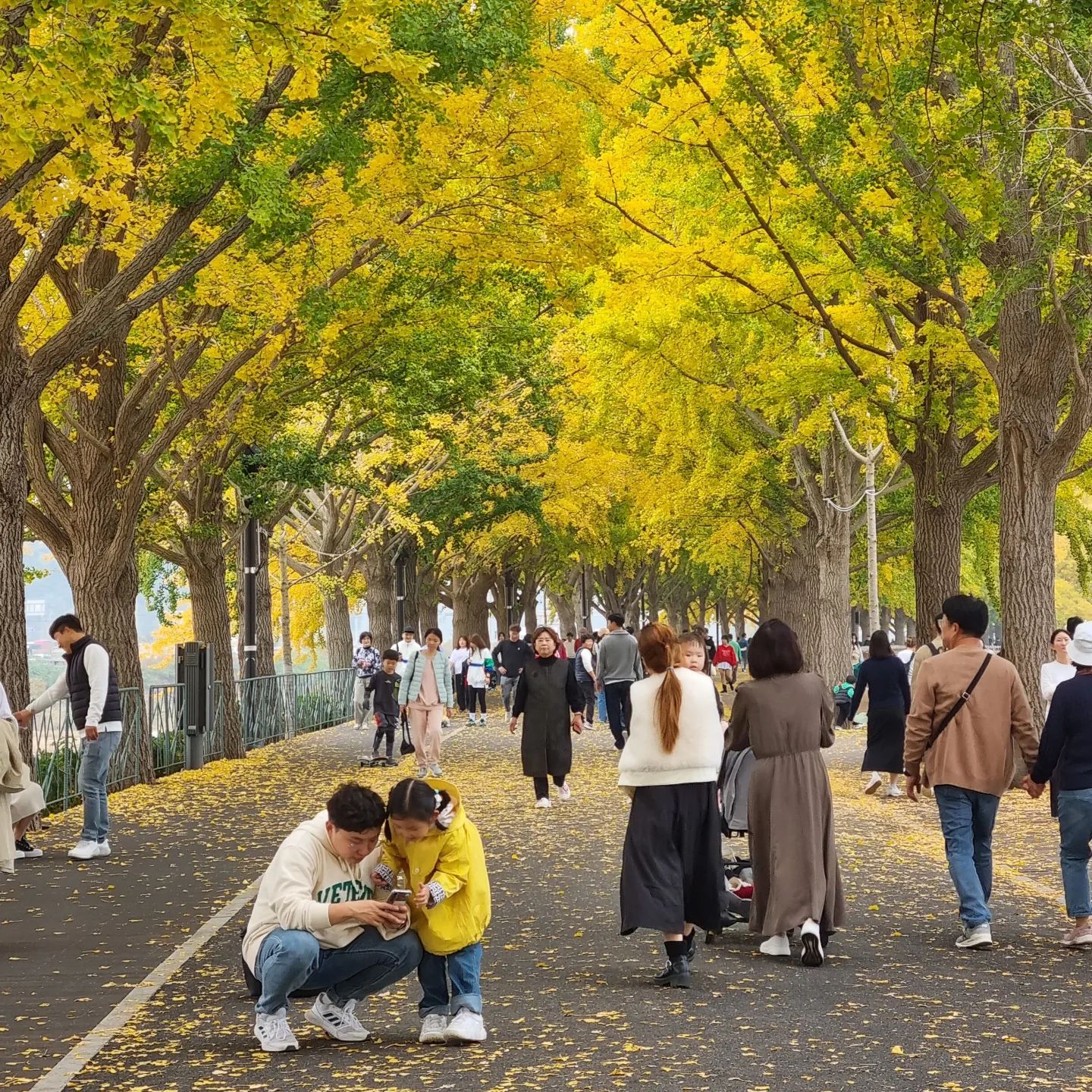 아산 은행나무길🍂
올해 첨 가봤는데... 또 가야지😊 
#가을 #은행나무 #은행나무길 #산책하기좋은곳