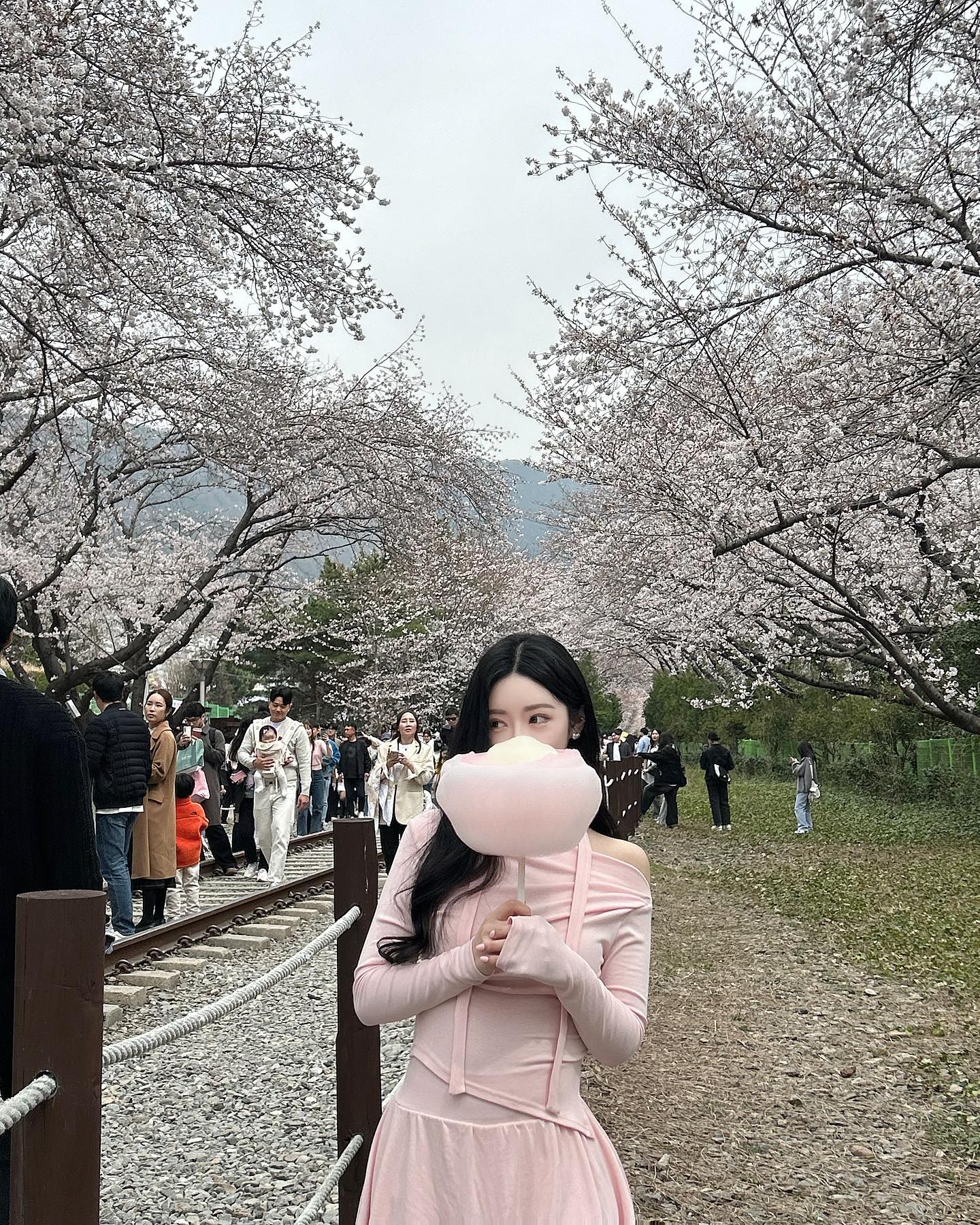 꽃 다떨어지고 올리는 꽃놀이 사진 🎀