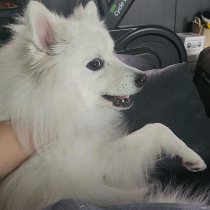 #산책갈까🐶 #한마디에벌떡 
이야기하고 안움직였더니 표정보소
#바로산책고고 했지만 ...
#비가오고있네☔️ 
#컴백홈🏠