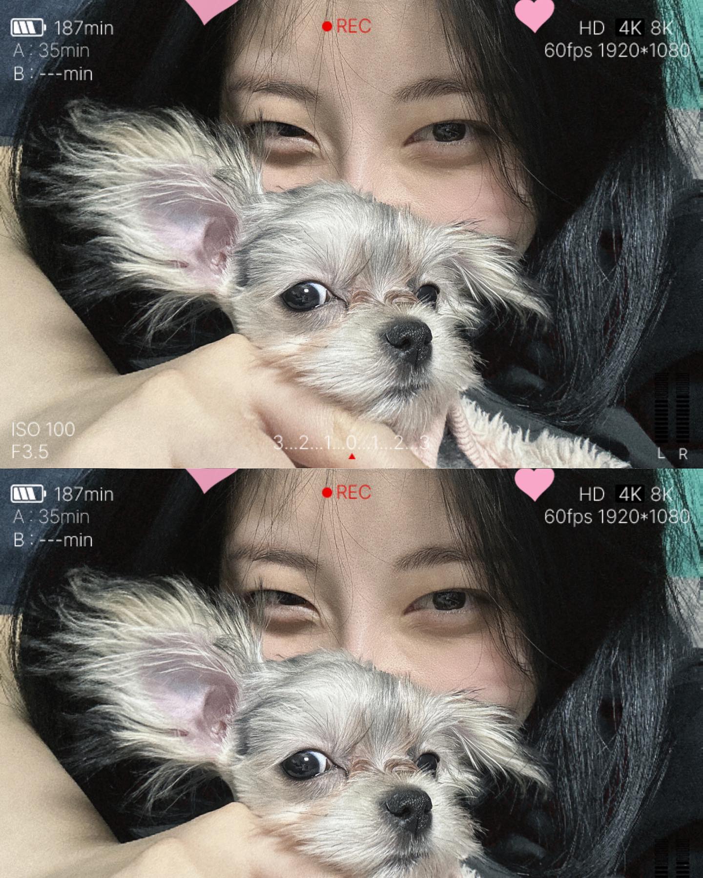 뽀야바라기🐶❤️ #멍팔 #평일 #❤️
