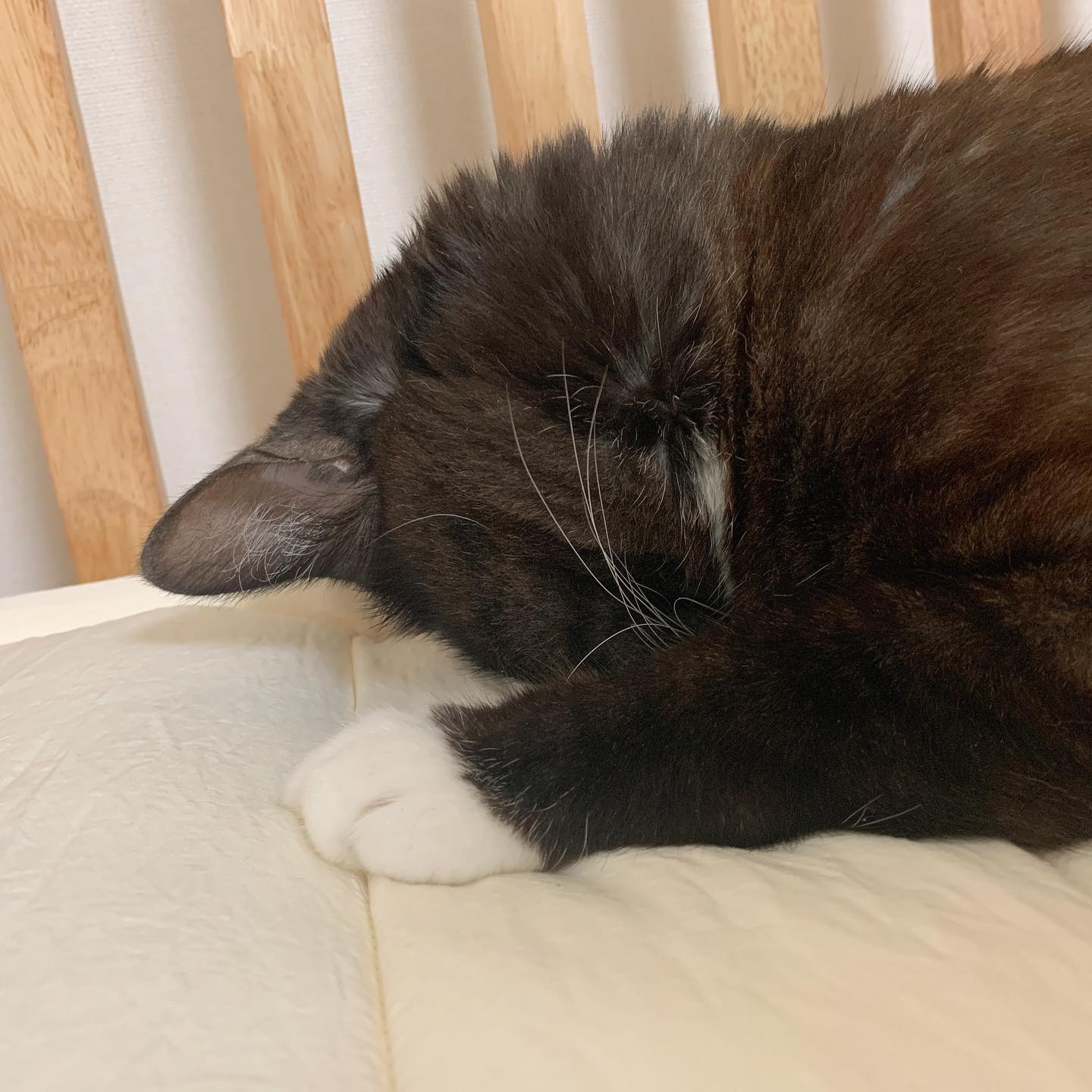 코 박고 잠자기 vs 턱 받치고 잠자기 💤
.
.
.
.
.
.
.
.
.
#고양이 #반려동물 #집사일기 #고양이일상 #일상 #캣스타그램 #냥스타그램 #좋아요 #cat #catstagram #catlover #catofinstagram #pet #petstagram