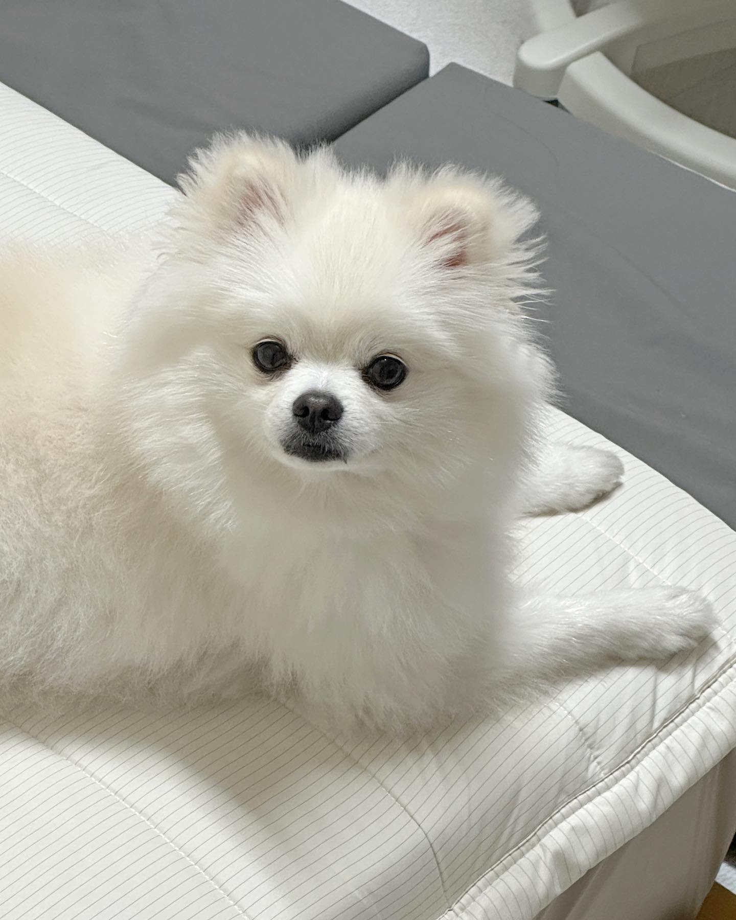 물먹으면 주둥이짧아서 다 티나는 강아띠
#내전용cctv