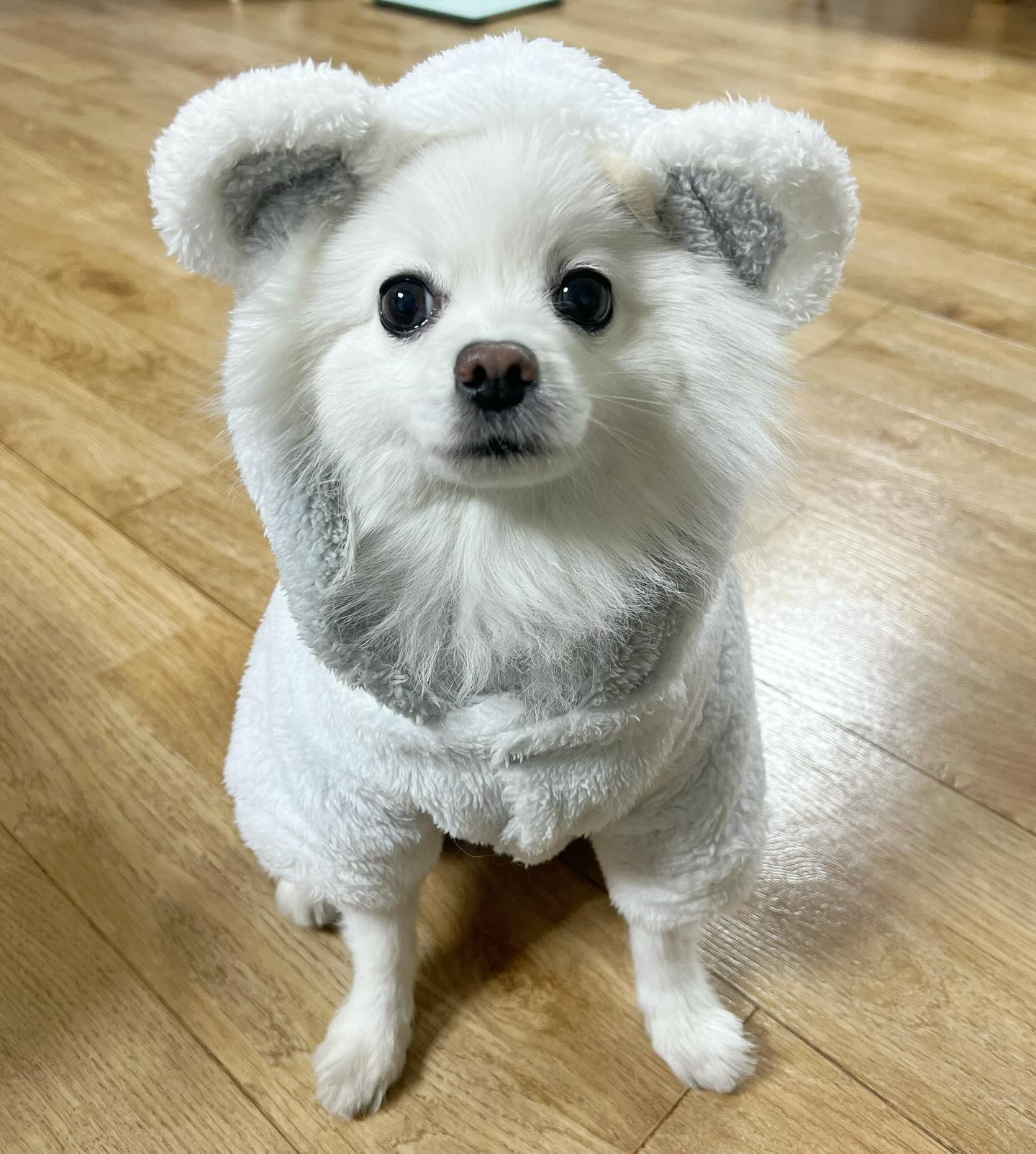 우리 크림이가 젤 귀여워 .... ෆ